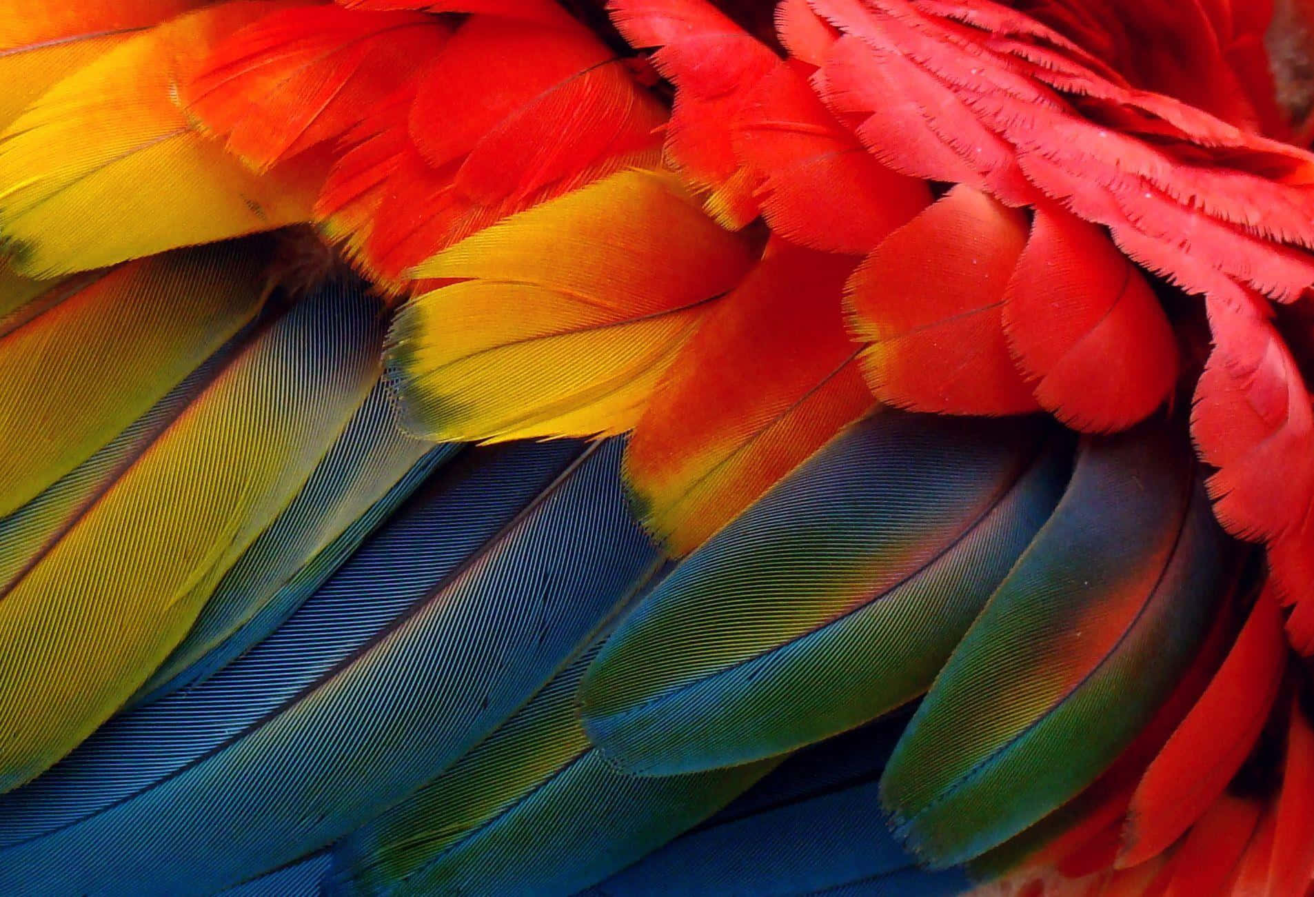 Vibrant_ Macaw_ Feathers_ Closeup.jpg Background