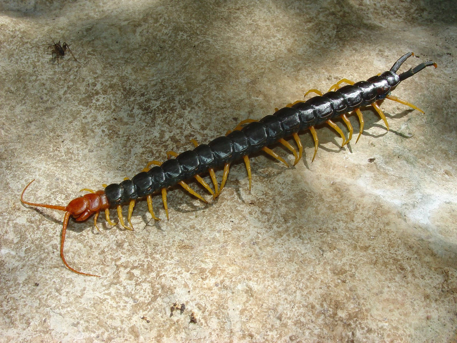 Vibrant Macro Shot Of A Millipede