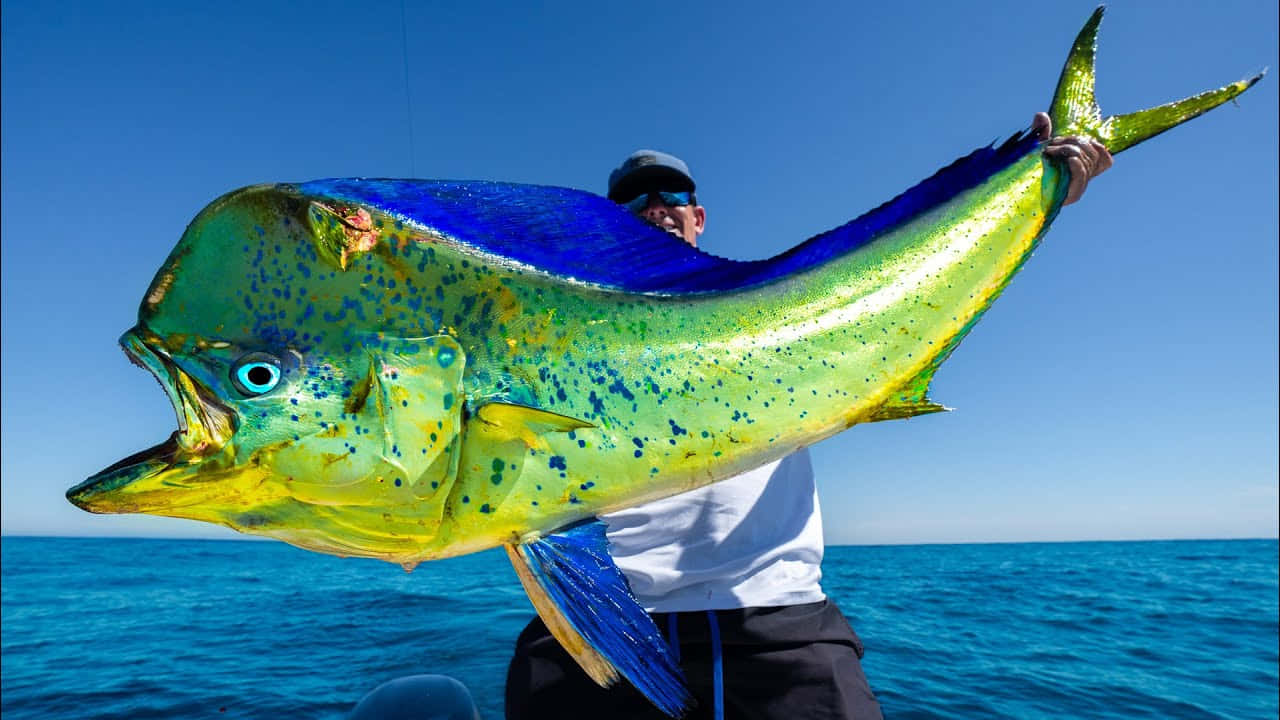 Vibrant Mahi Mahi Catch Background