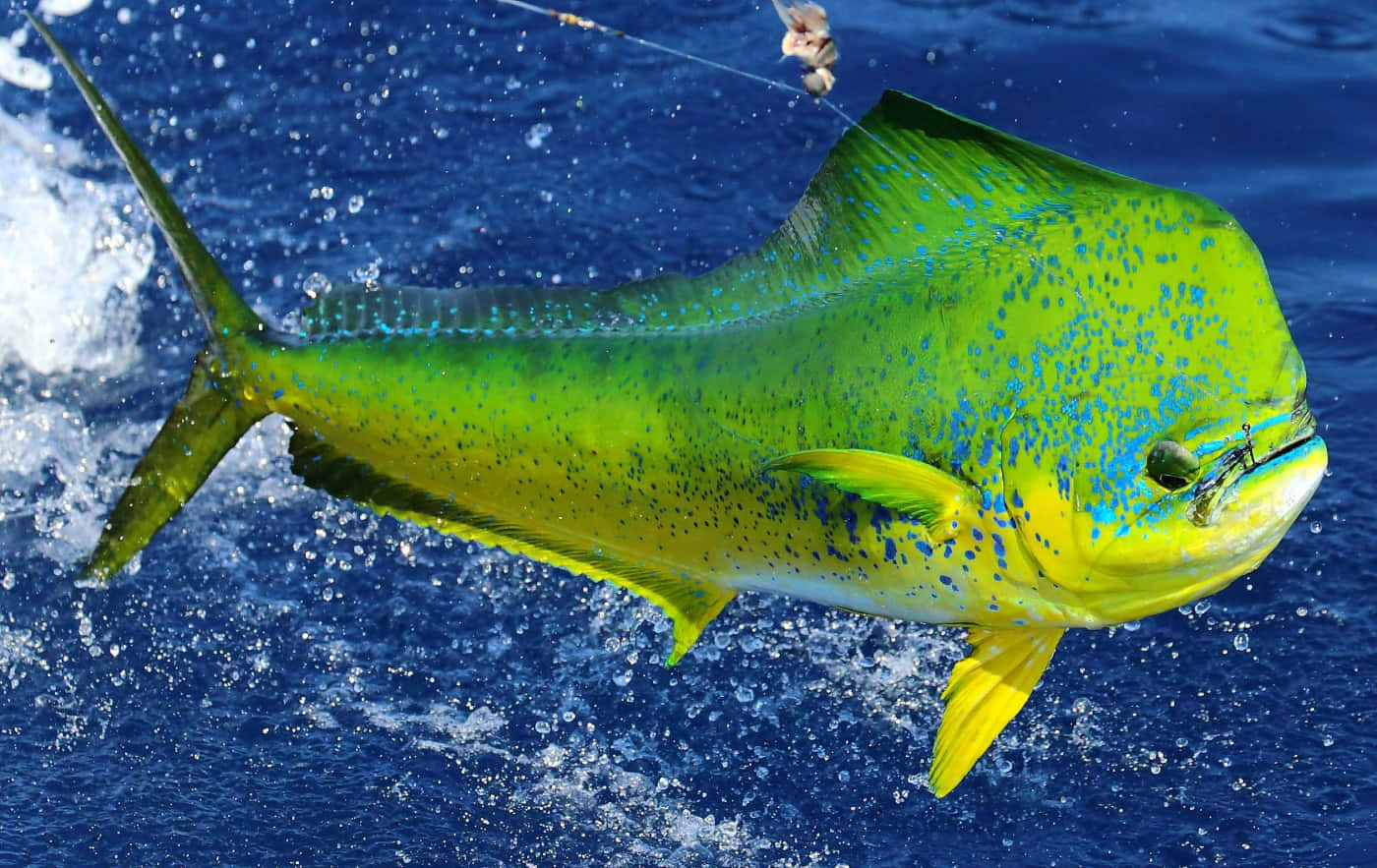 Vibrant Mahi Mahi Caughtat Sea