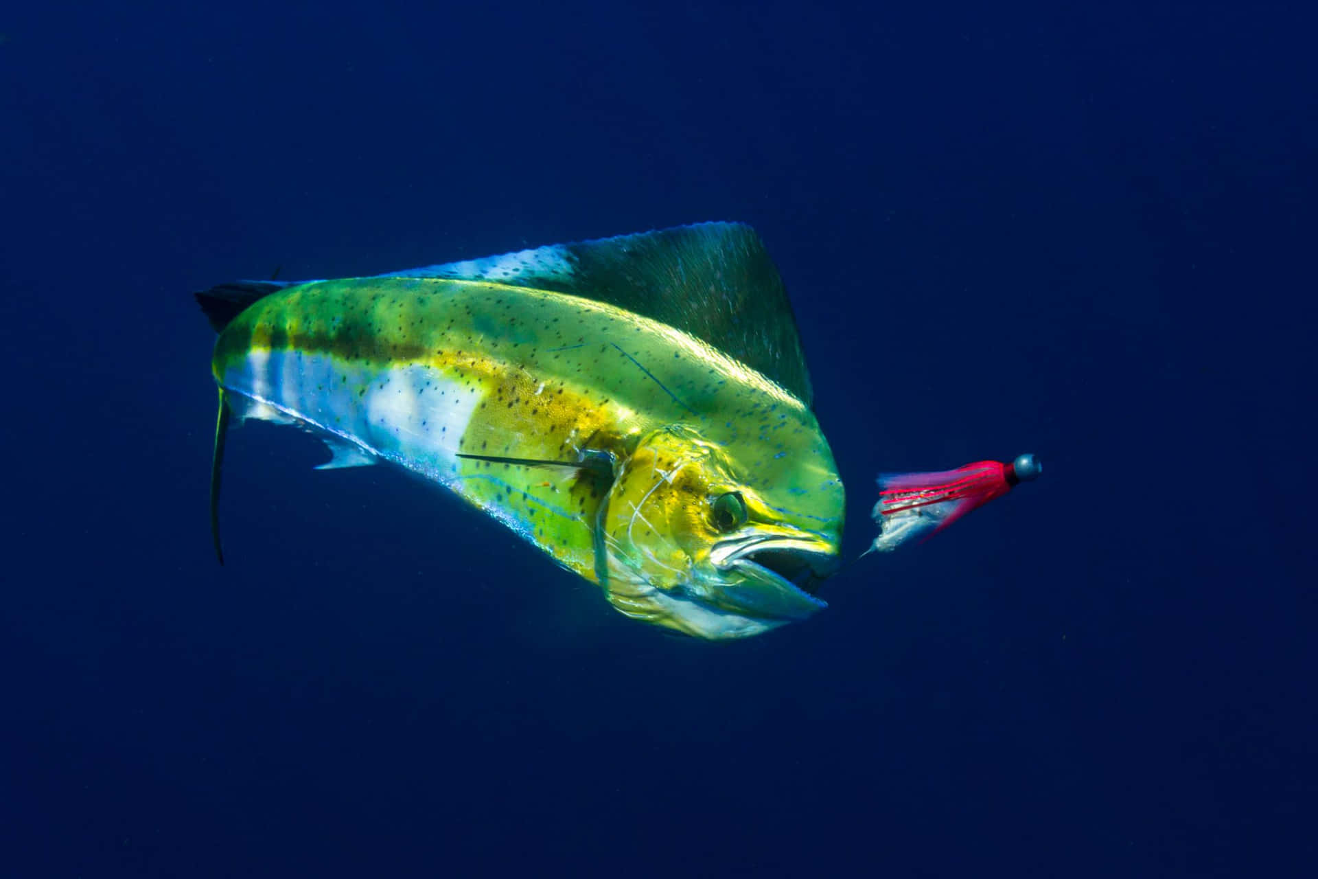 Vibrant Mahi Mahi Caughton Lure Background