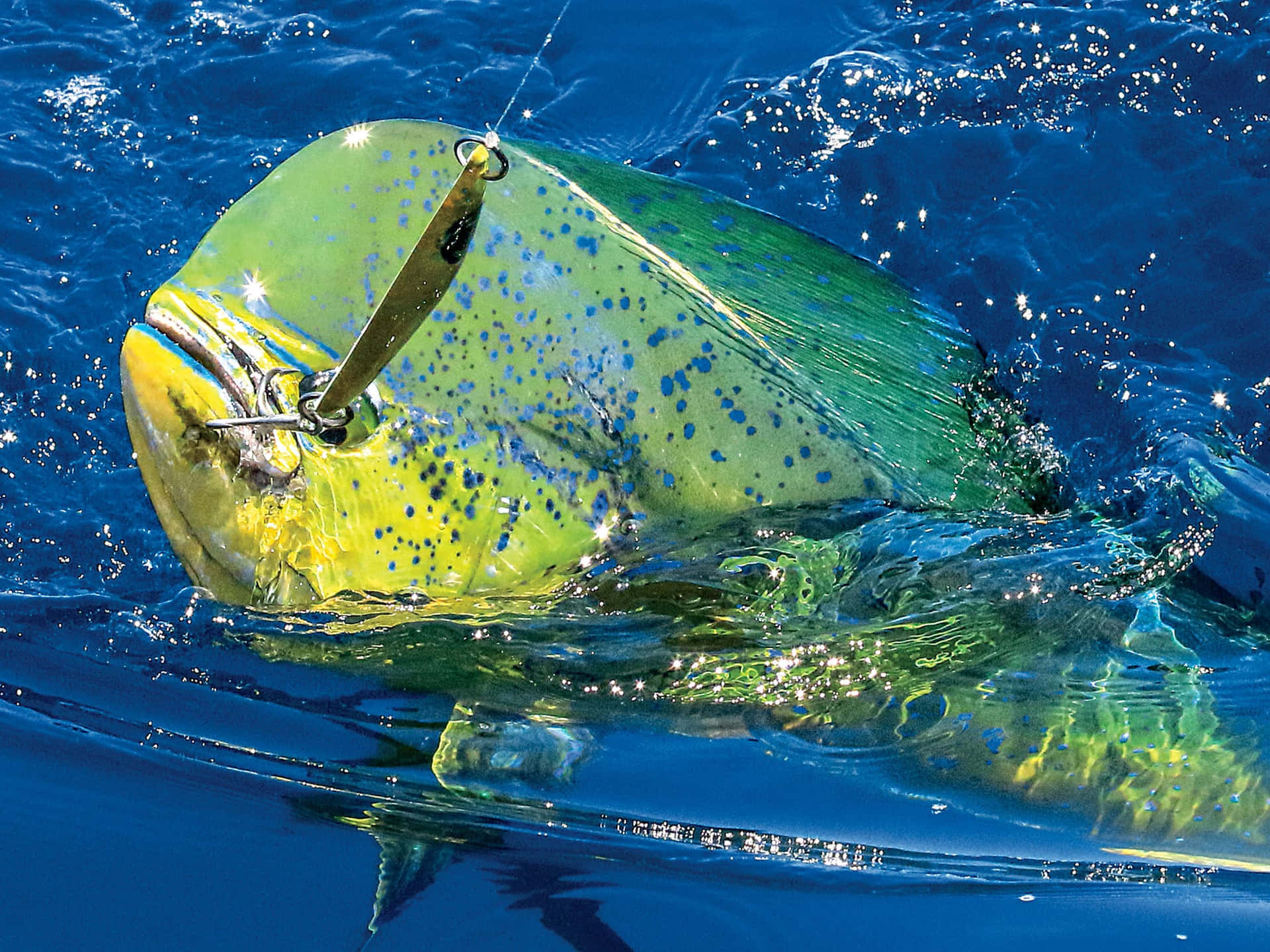 Vibrant Mahi Mahi Caughton Lure Background