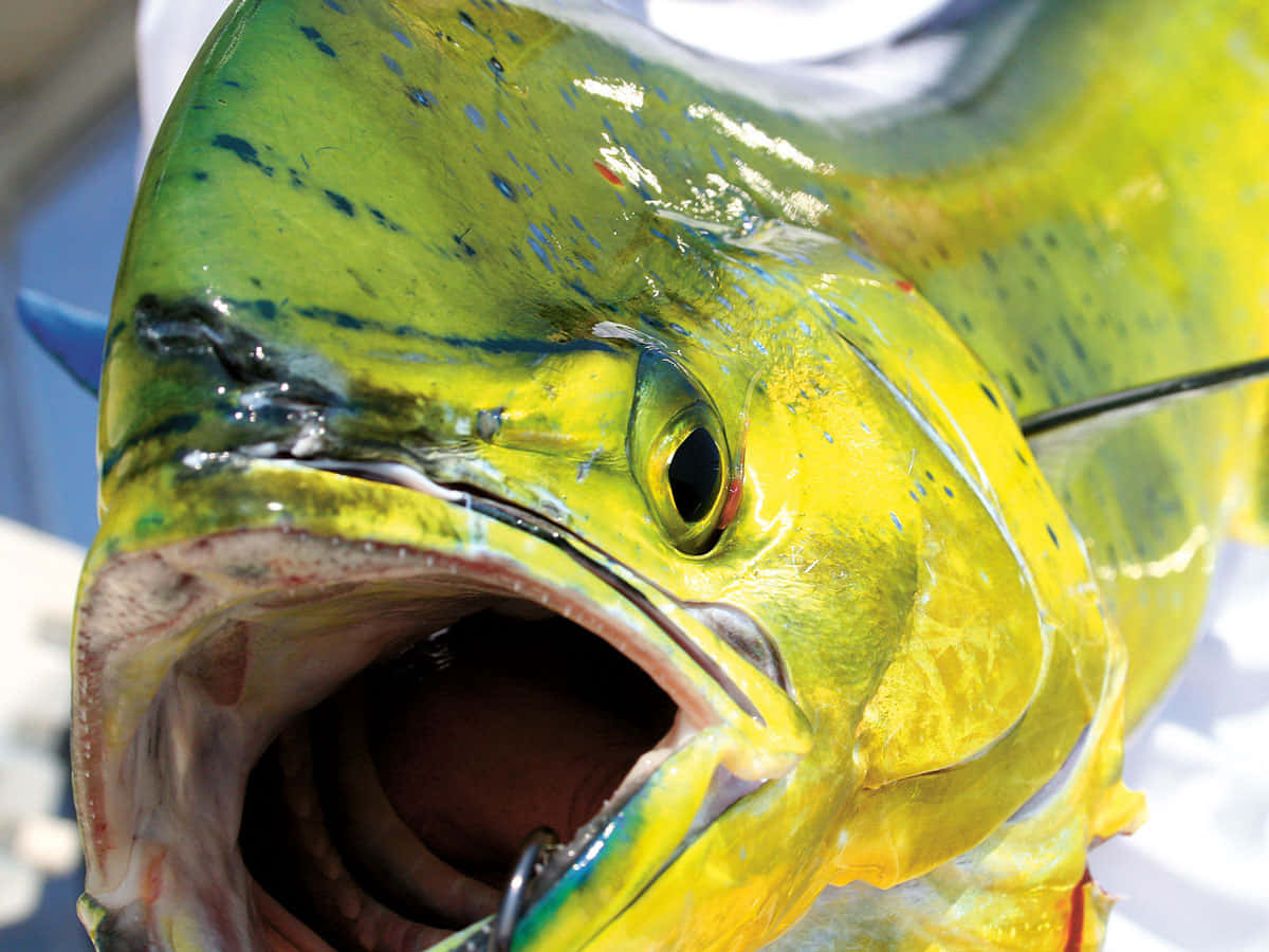 Vibrant Mahi Mahi Close Up Background