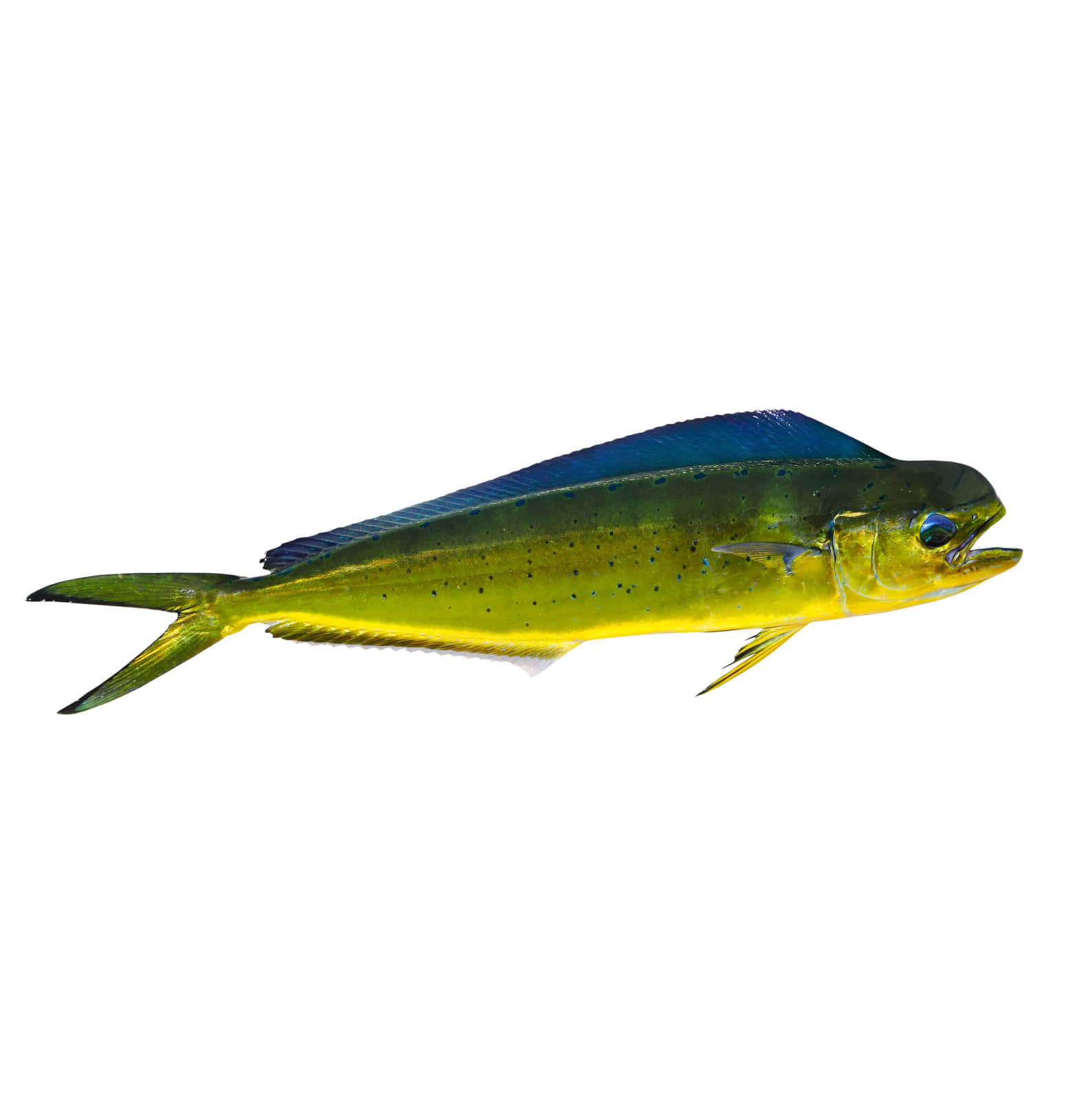 Vibrant Mahi Mahi Isolated Background