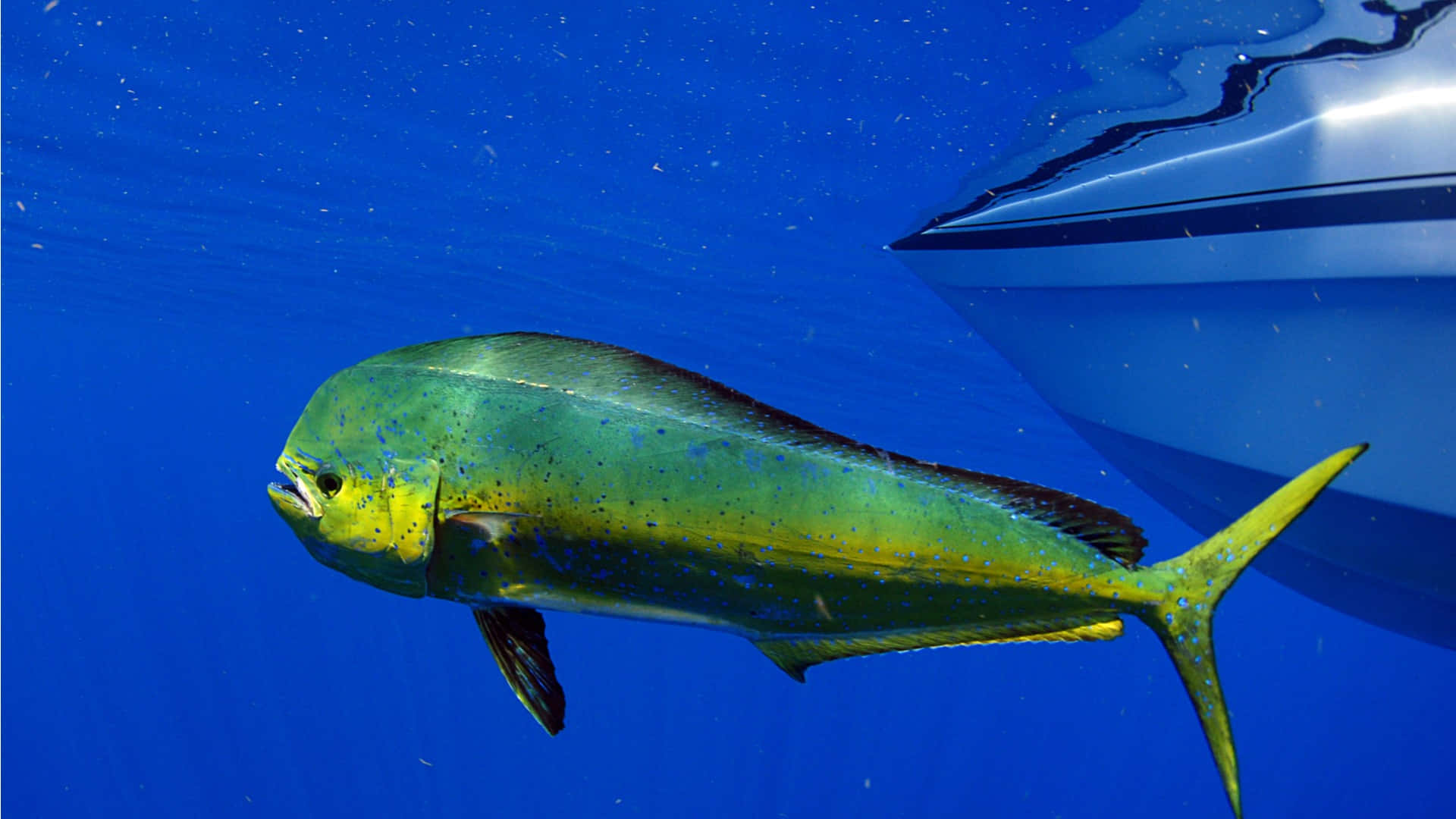 Vibrant Mahi Mahi Near Boat Background