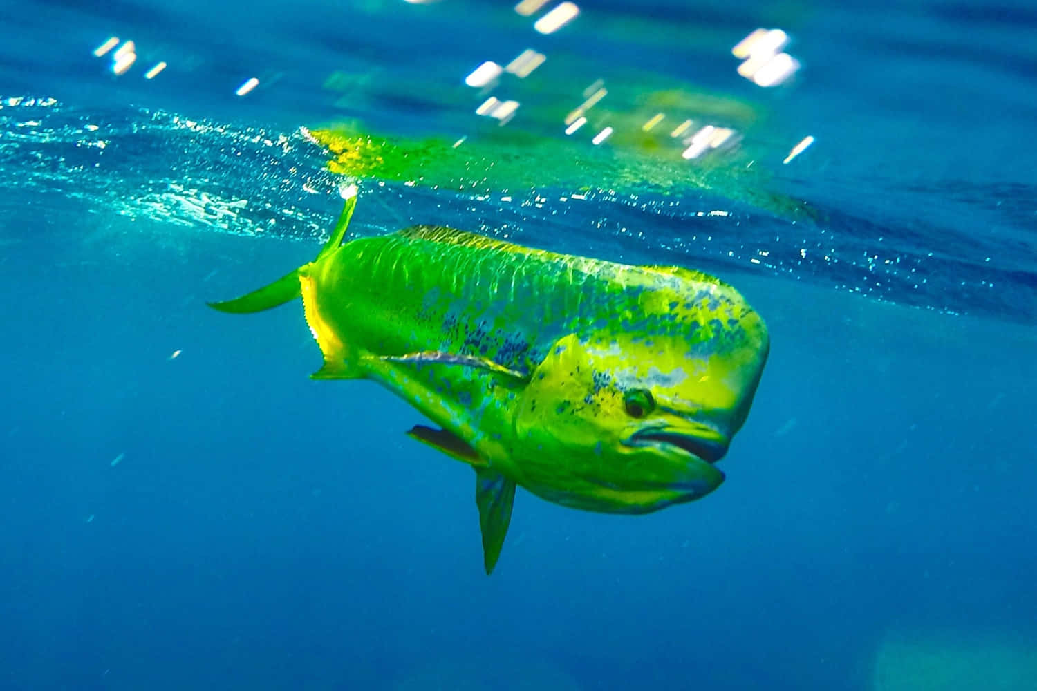 Vibrant Mahi Mahi Swimming Underwater.jpg Background