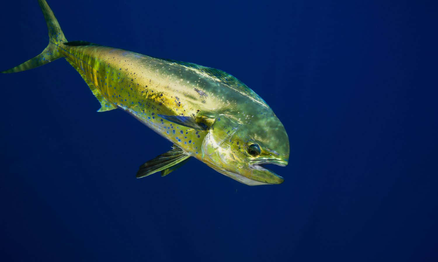 Vibrant Mahi Mahi Swimming Background