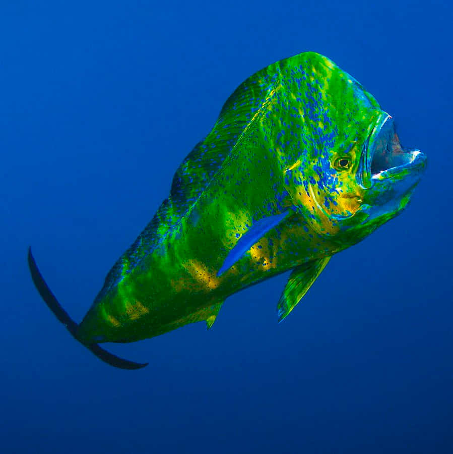 Vibrant Mahi Mahi Underwater Background