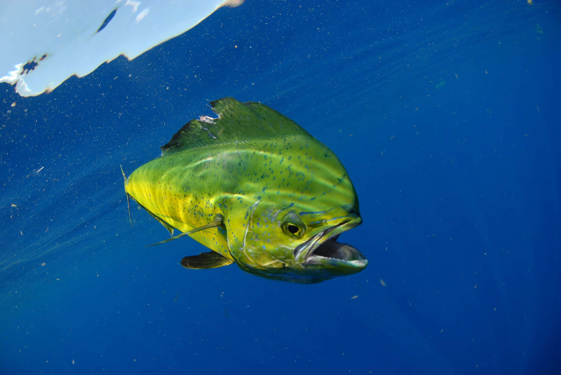 Vibrant Mahi Mahi Underwater Background