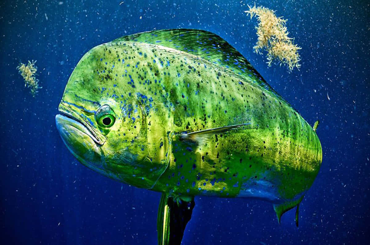 Vibrant Mahi Mahi Underwater Background