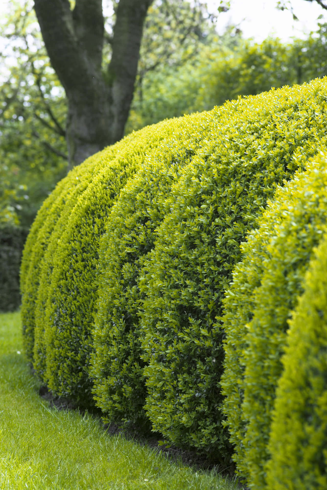 Vibrant Manicured Broad Leaf Evergreen Bush Hedge Background