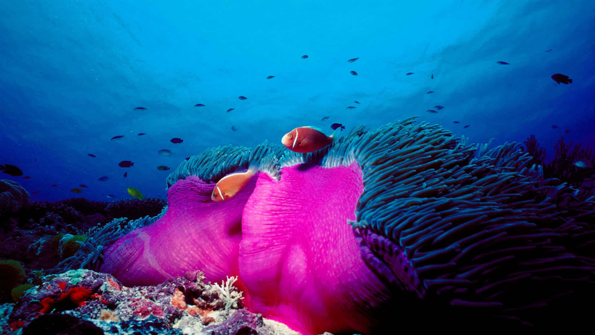 Vibrant Marine Life Great Barrier Reef