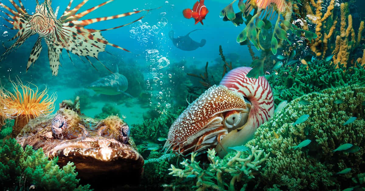 Vibrant_ Marine_ Life_ Underwater_ Scene.jpg Background