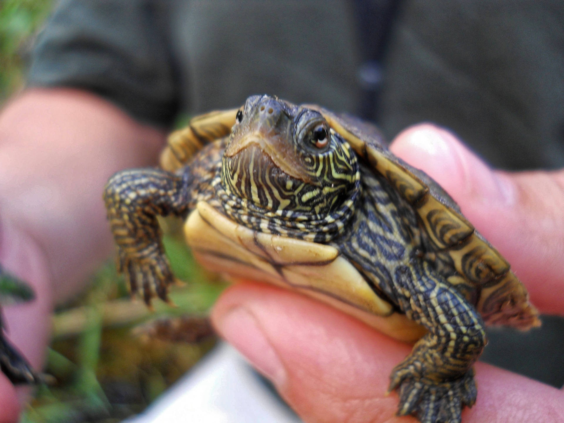 Vibrant Mini Map Turtle Basking Under The Sun