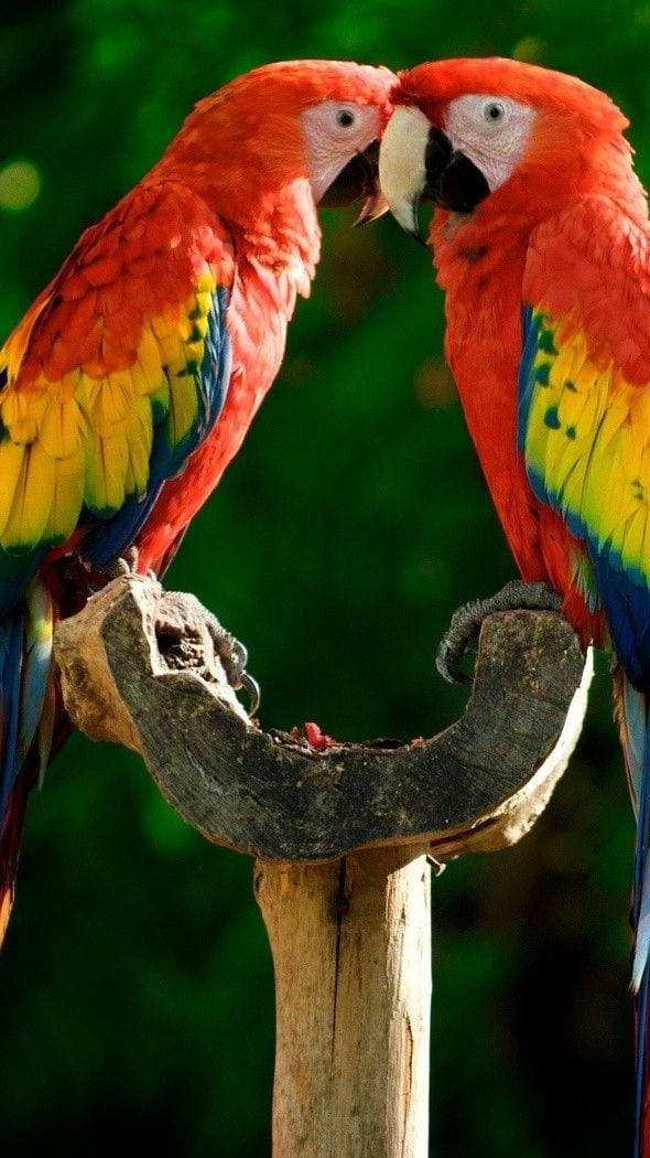 Vibrant Multicolored Parrots In Conversation Background