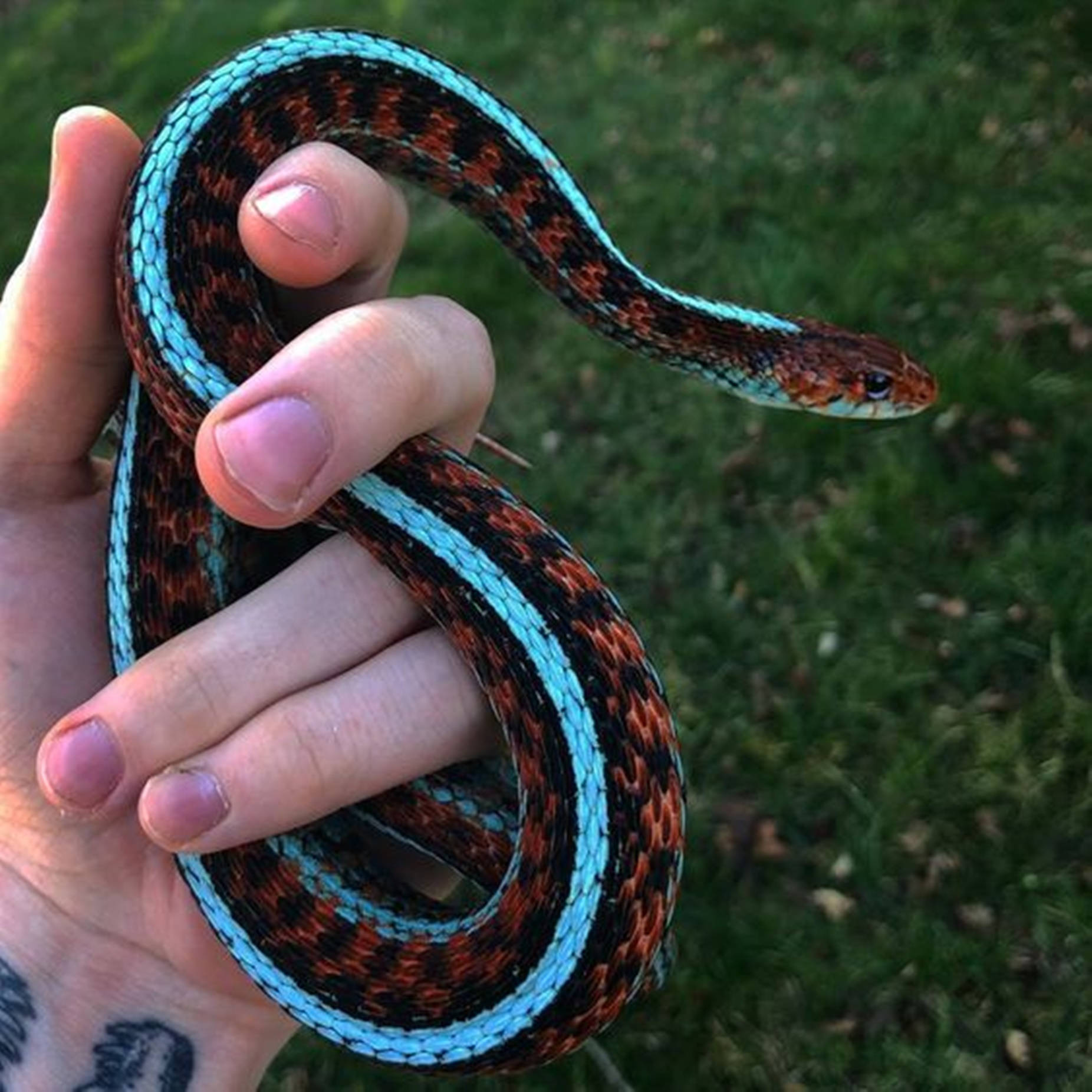 Vibrant Neon Blue California Garter Snake