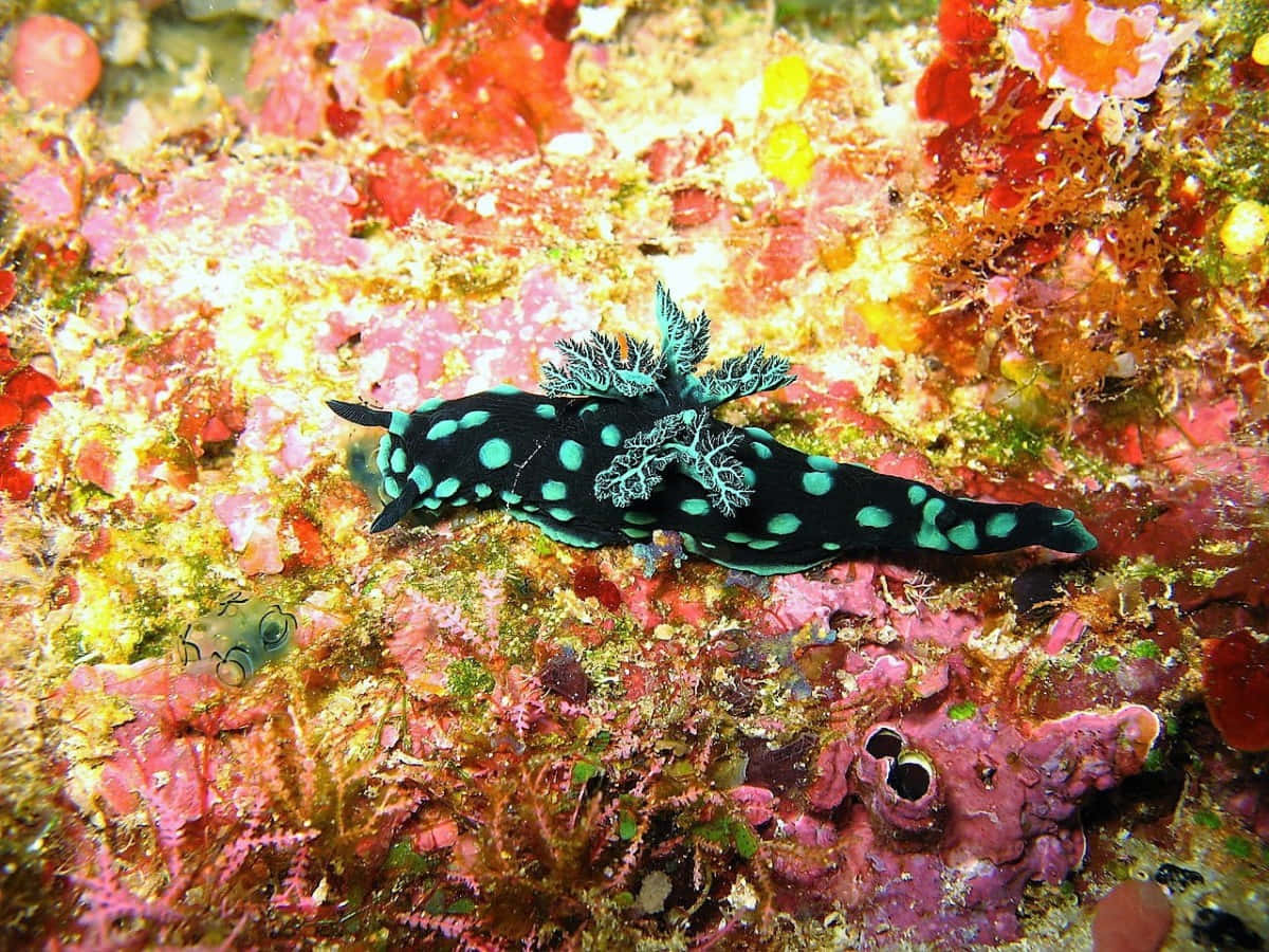 Vibrant_ Nudibranch_on_ Coral_ Reef.jpg Background