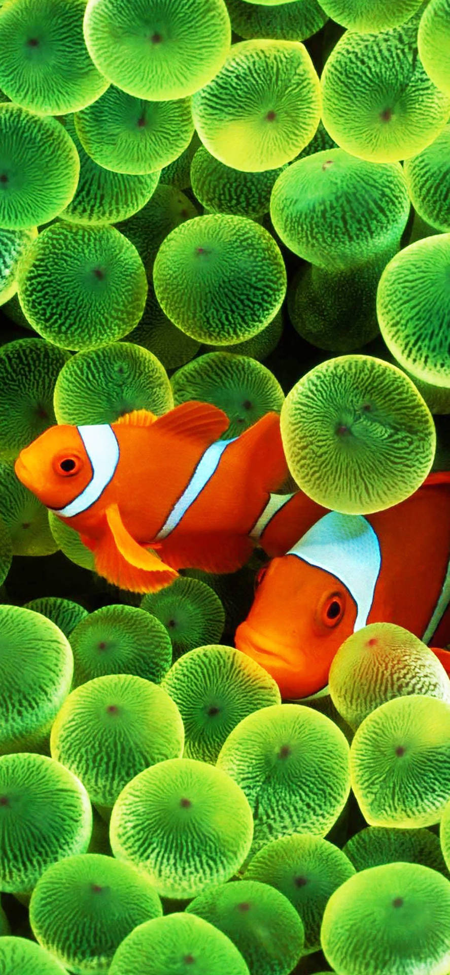 Vibrant Oled Display Of Clown Fish On Iphone Background