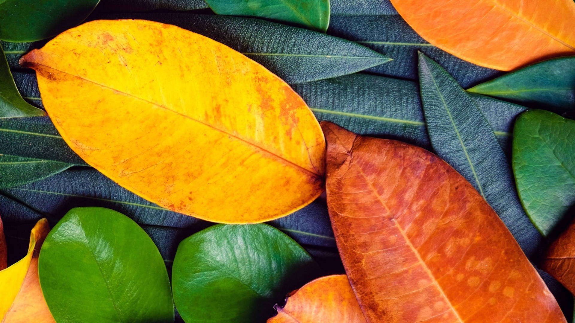 Vibrant Orange And Green Leaves