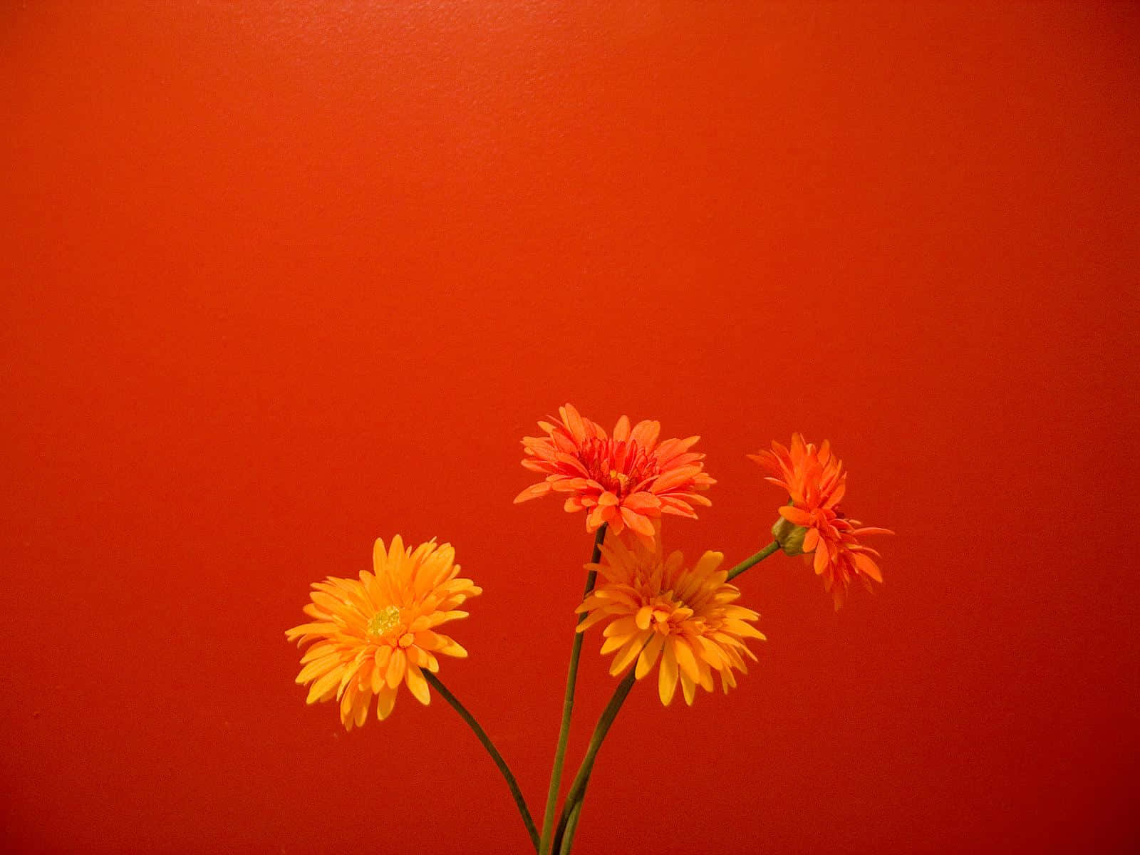 Vibrant Orange Blossoms In Full Bloom Background