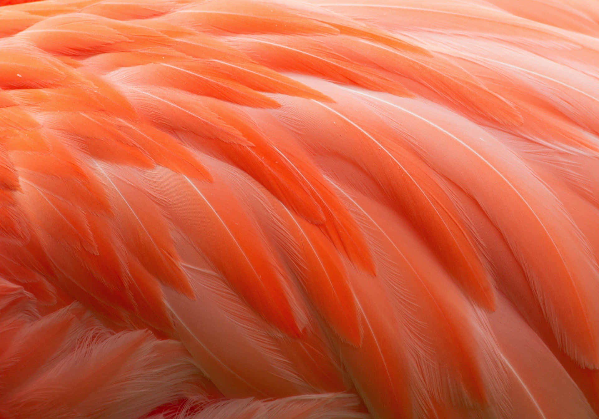 Vibrant Orange Feathers Closeup Background