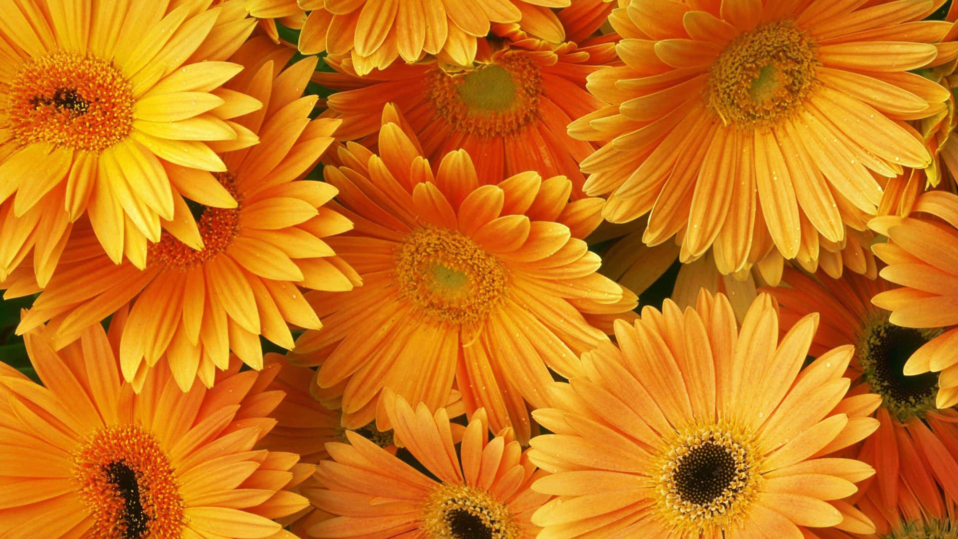 Vibrant Orange Gerbera Flower In Full Bloom