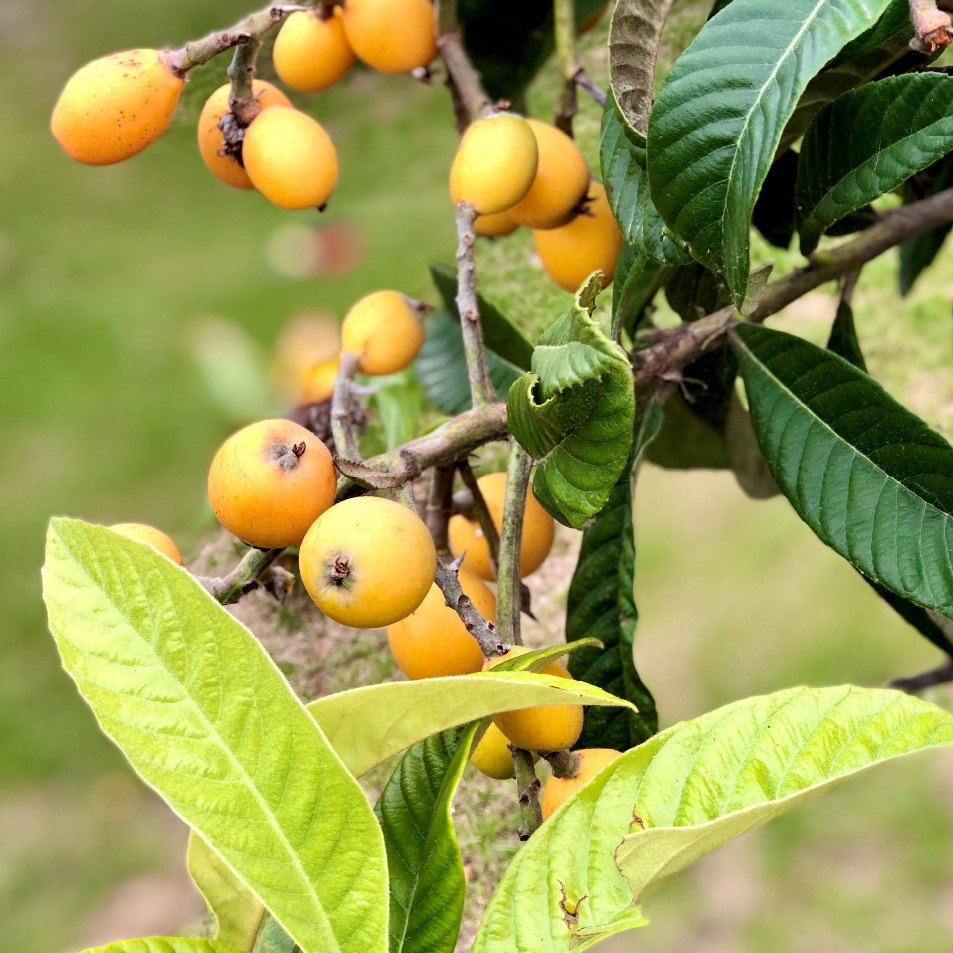 Vibrant Orange Loquat Fruits On Tree Background