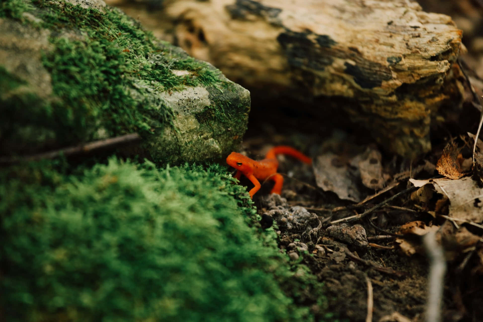 Vibrant Orange Newtin Natural Habitat.jpg Background