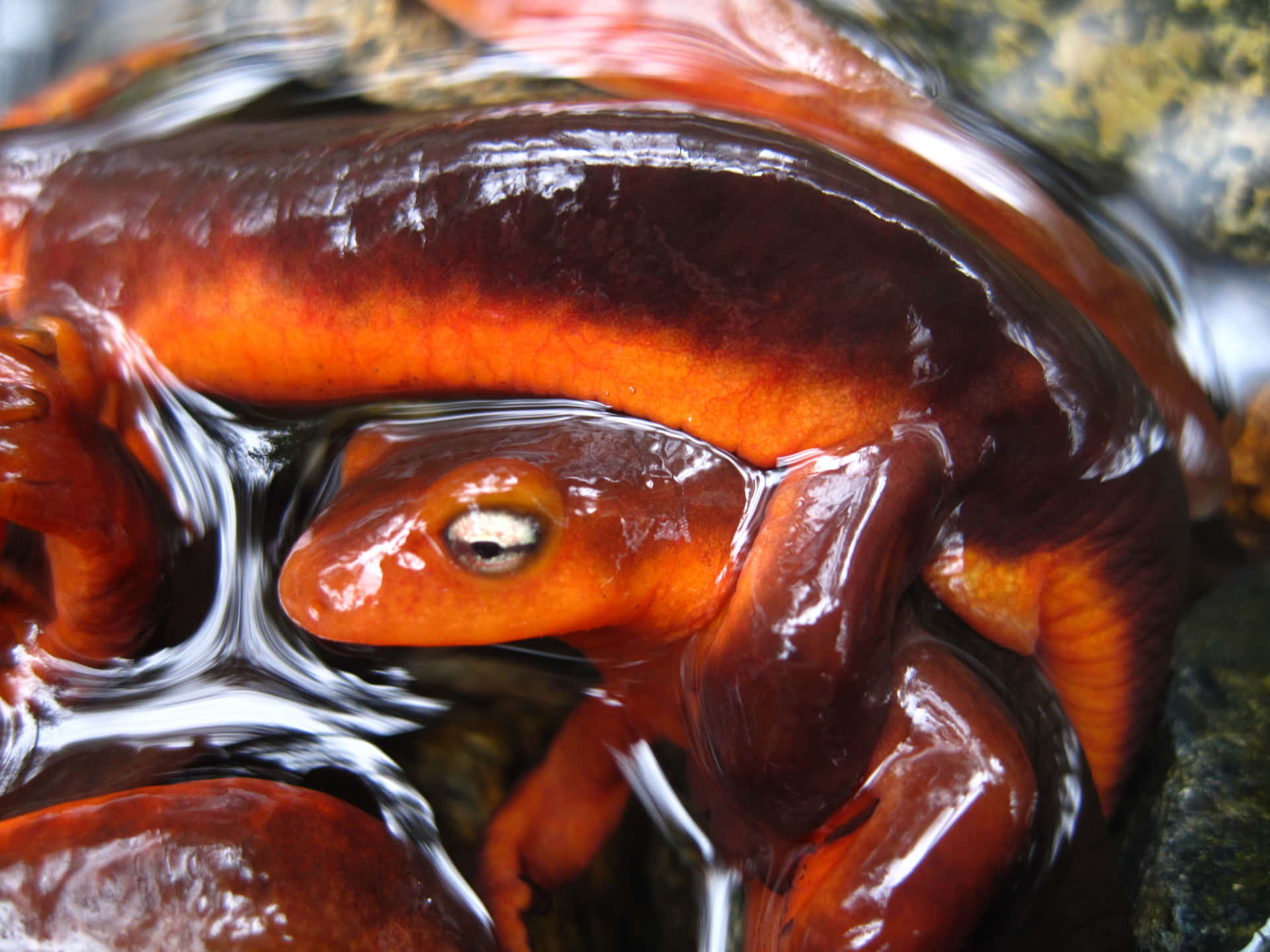 Vibrant Orange Newtin Water.jpg