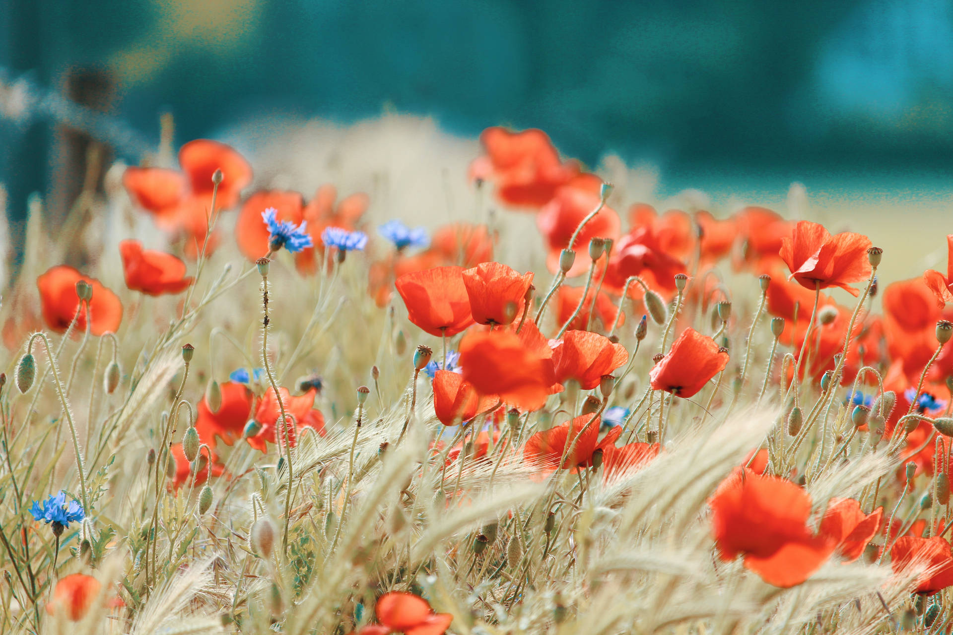 Vibrant Orange Poppy Flowers Adorning A Backdrop Background