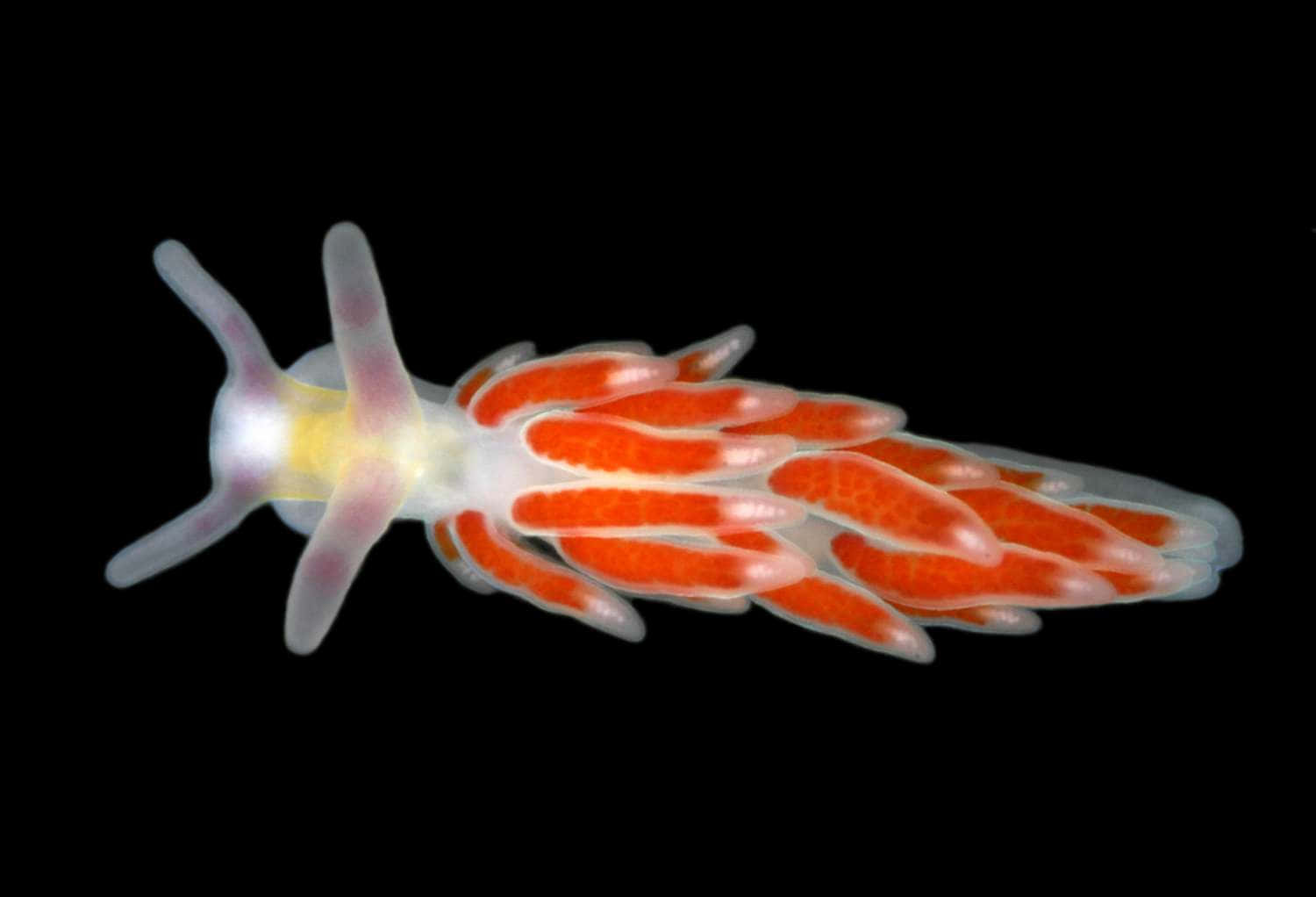 Vibrant Orange Sea Slug Background