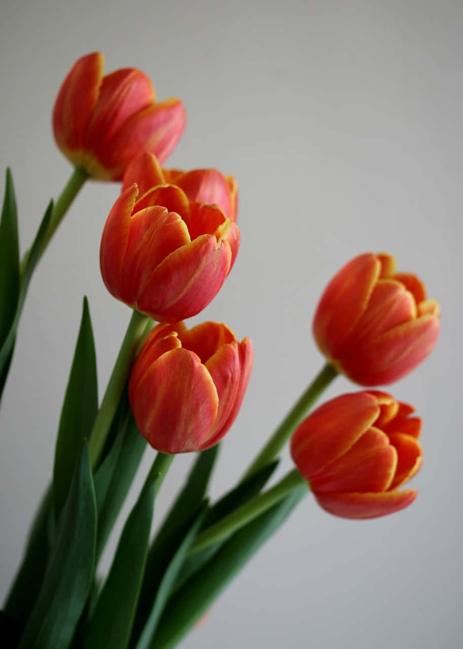 Vibrant Orange Tulips Floral Photography Background