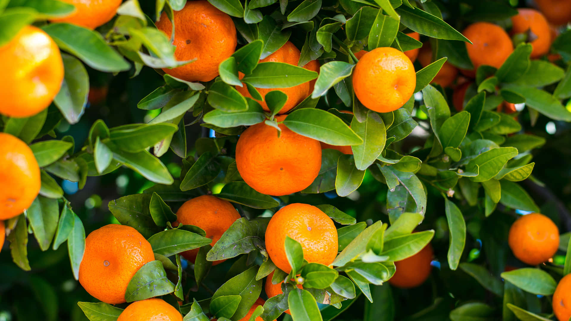 Vibrant Orangeson Tree.jpg