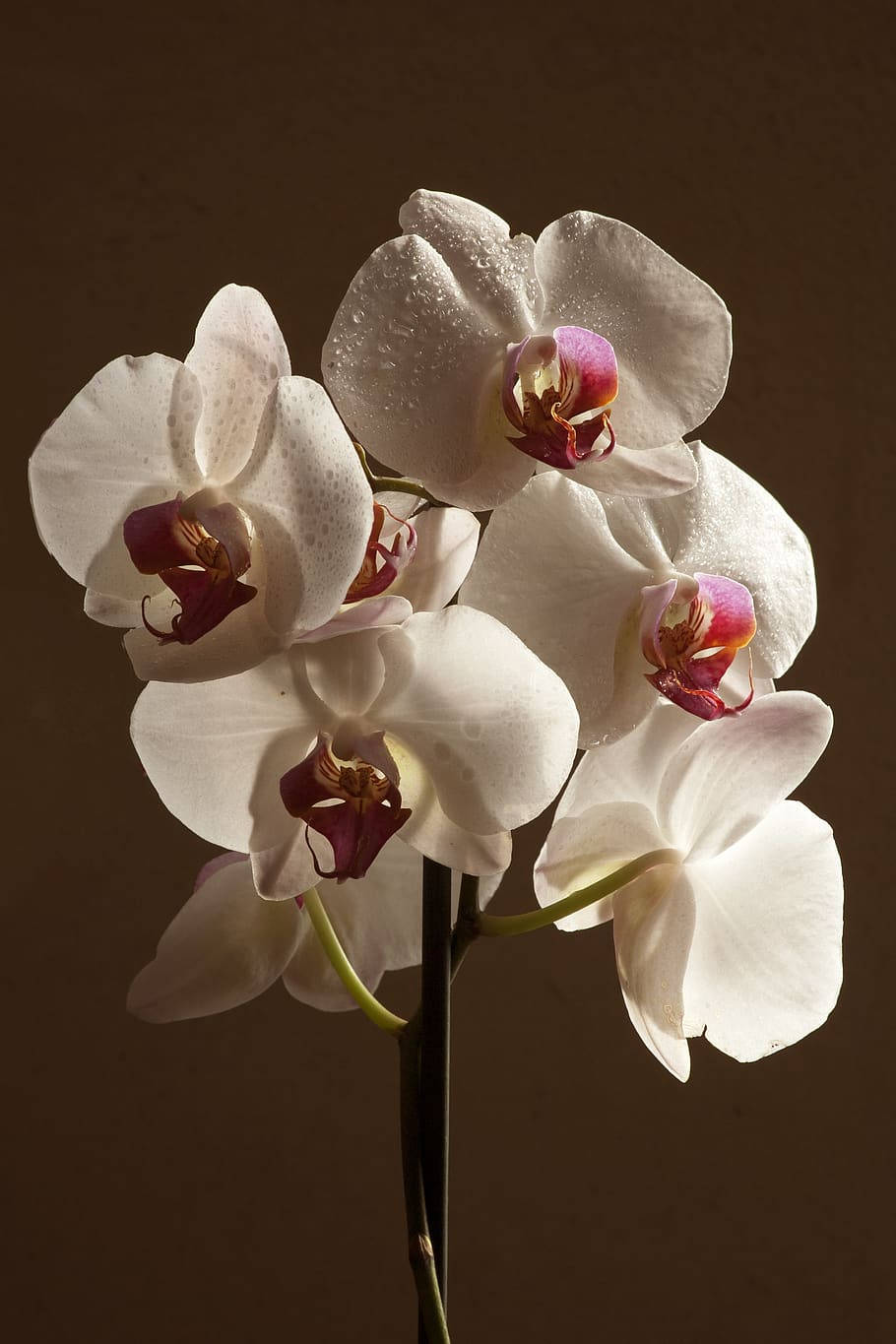 Vibrant Orchid Blooms In Tonal Contrast