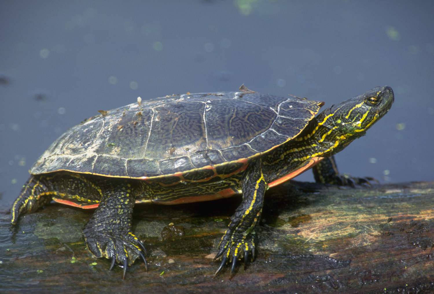 Vibrant Painted Water Turtle In Natural Setting Background