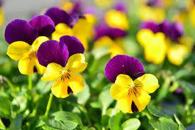 Vibrant Pansy Flowers In Full Bloom Background