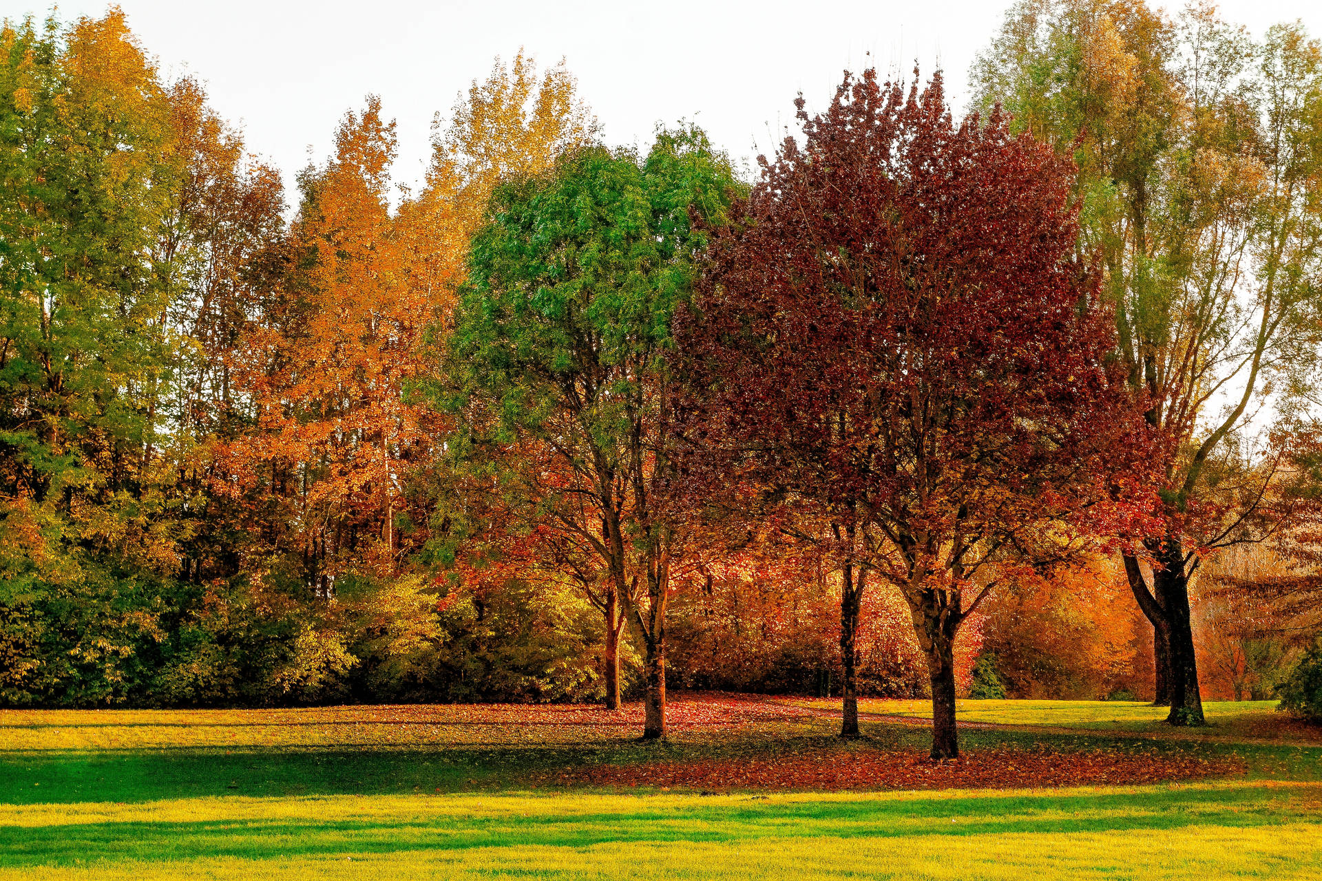 Vibrant Park Field Background