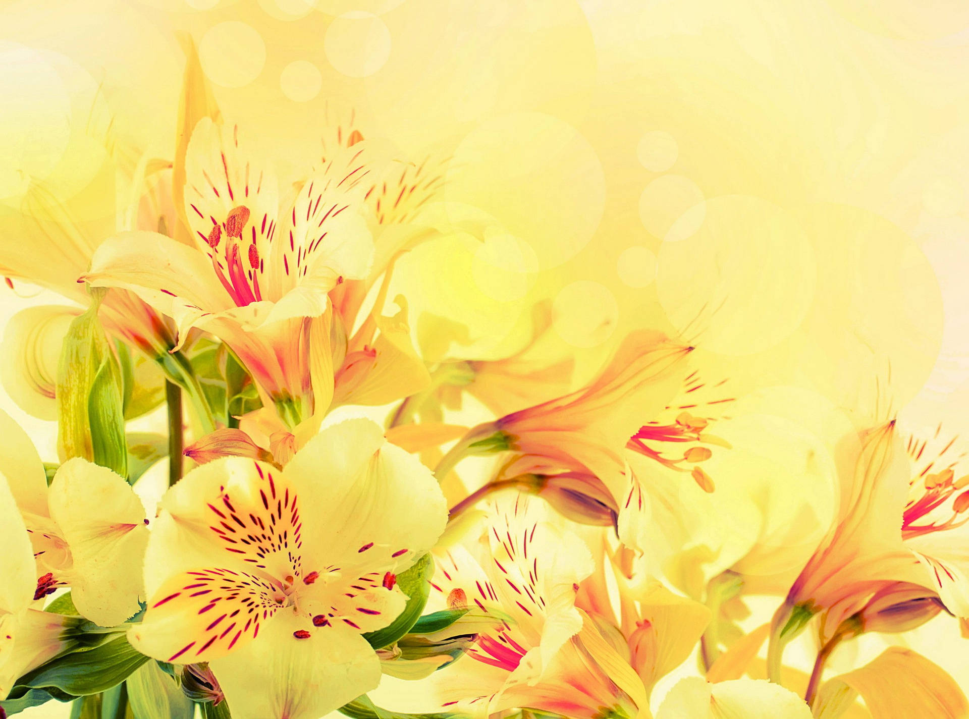 Vibrant Pastel Yellow Alstroemeria Blossoms