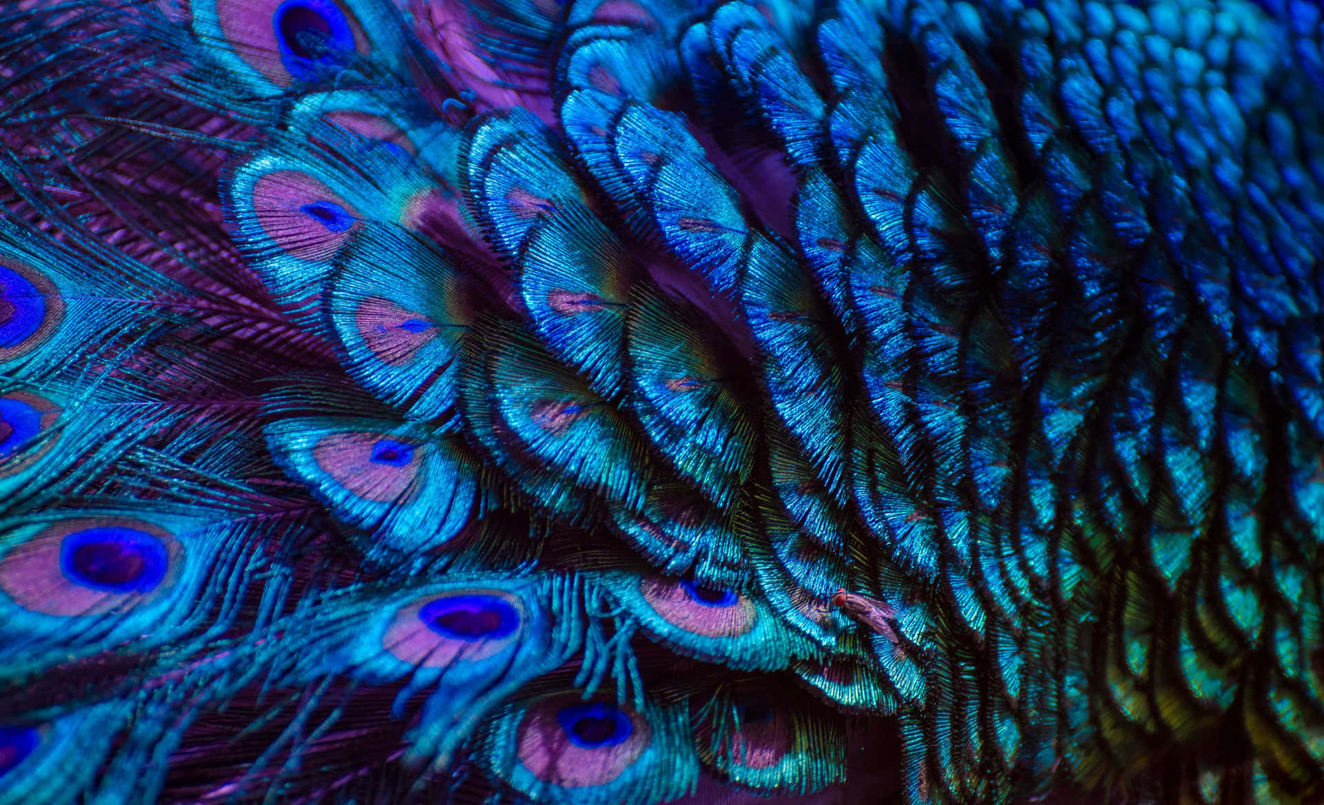 Vibrant Peacock Feathers Texture Background