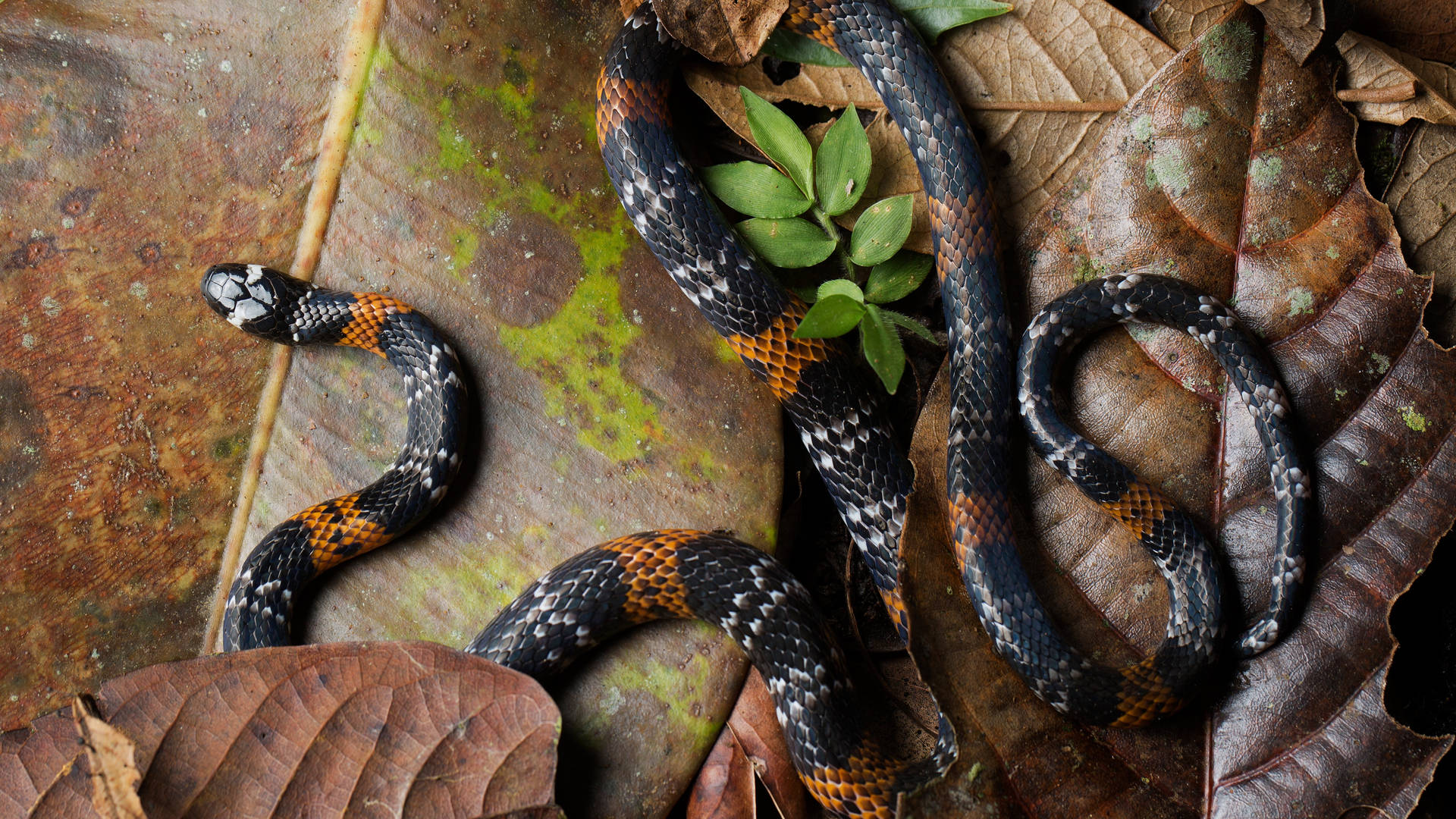 Vibrant Philippine False Coral Snake Resting On Dried Leaves Background