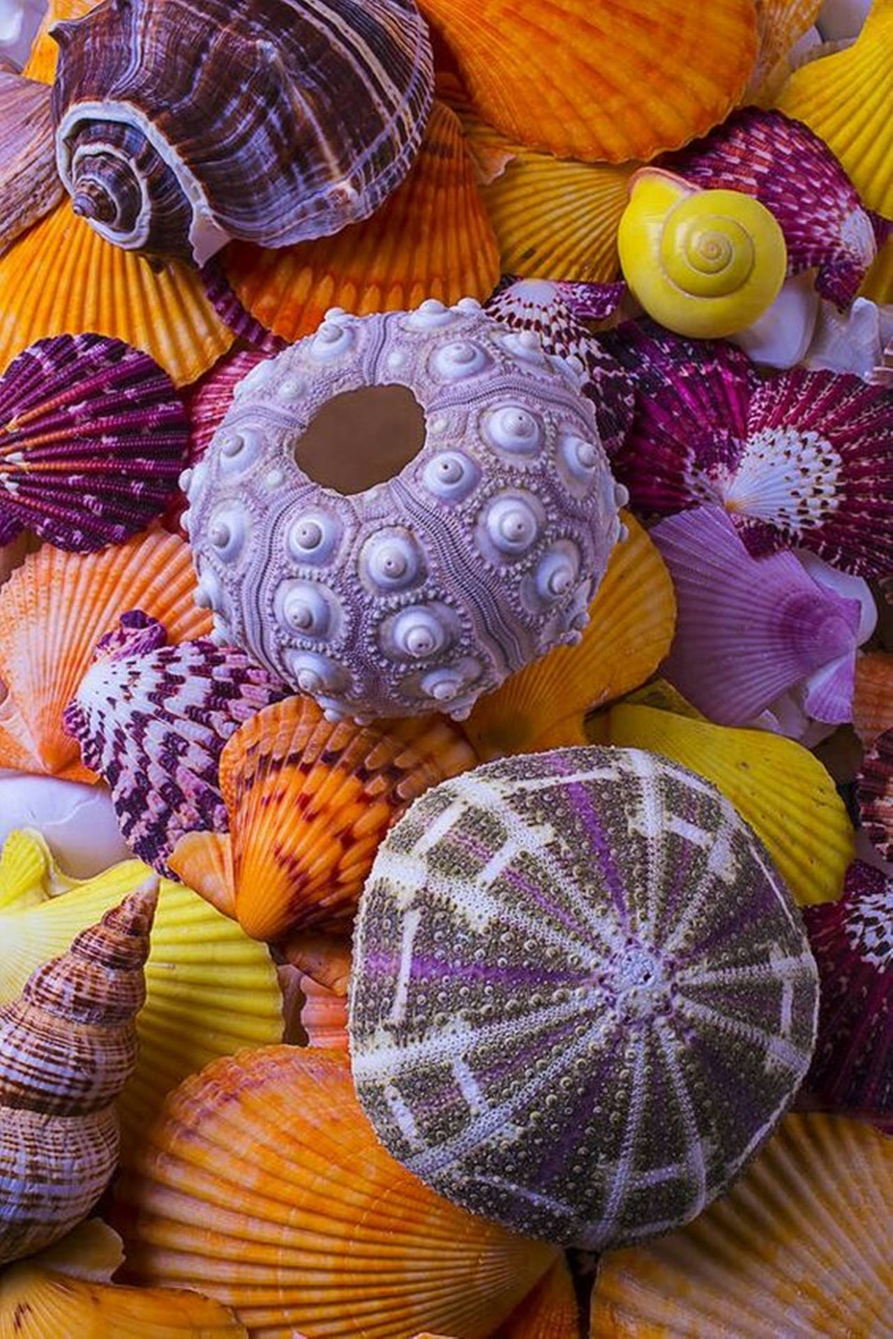 Vibrant Pile Of Sea Urchin Shells Background