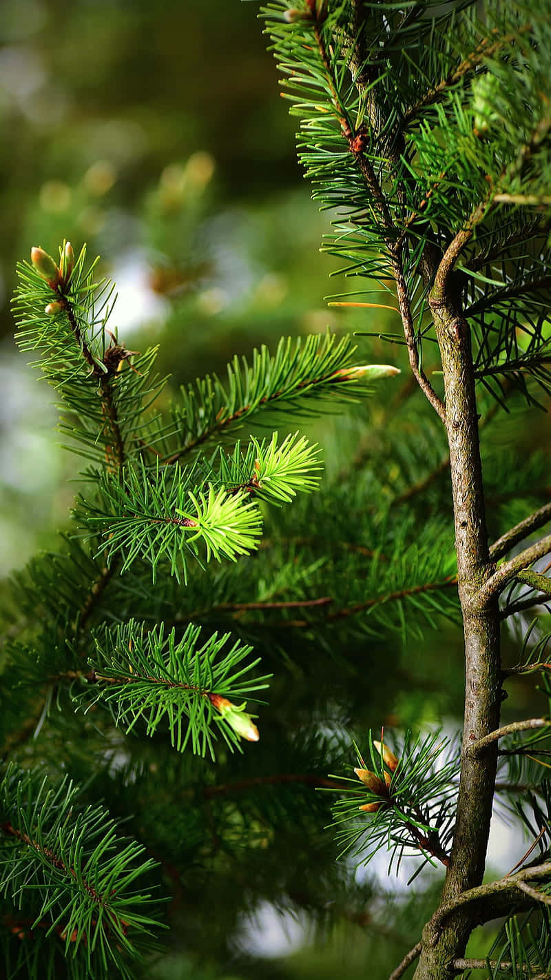 Vibrant Pine Branches.jpg Background