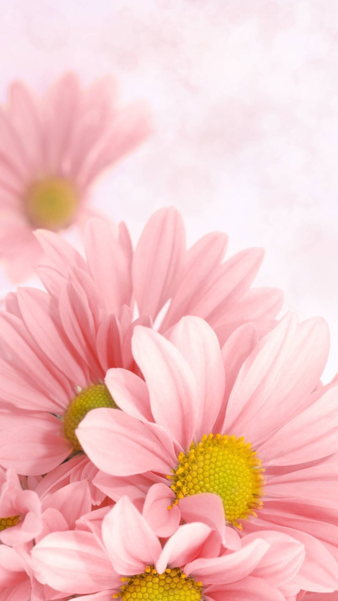 Vibrant Pink Daisy On A Smartphone Background