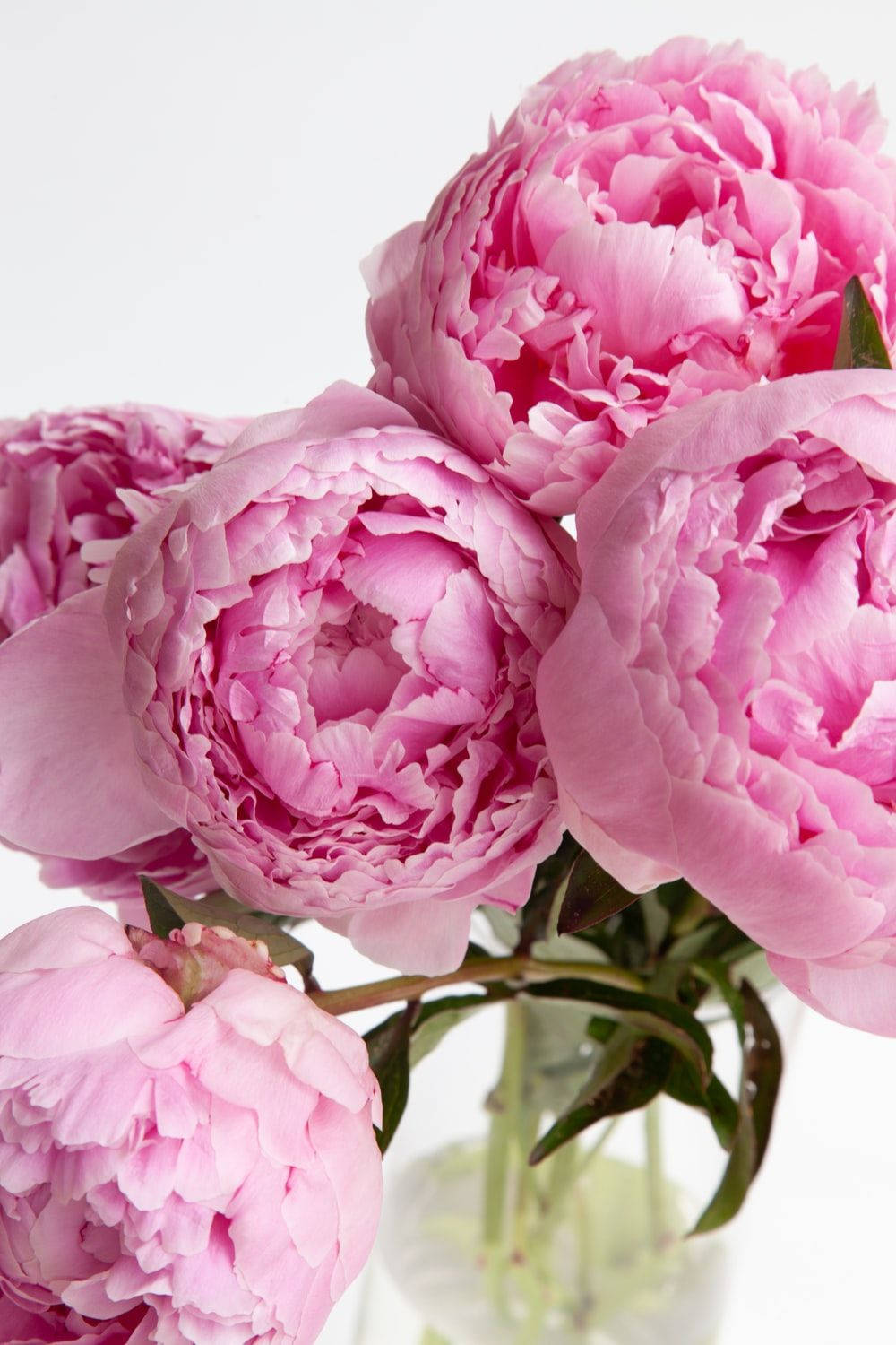 Vibrant Pink Peony Blooming Beautifully