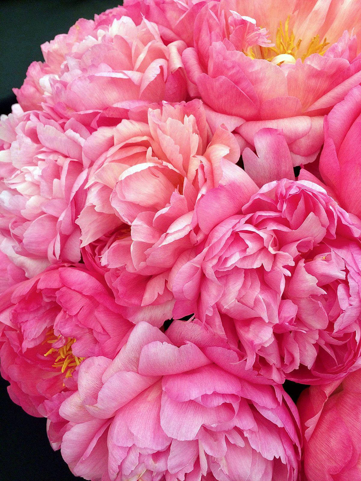 Vibrant Pink Peony Bouquet Background