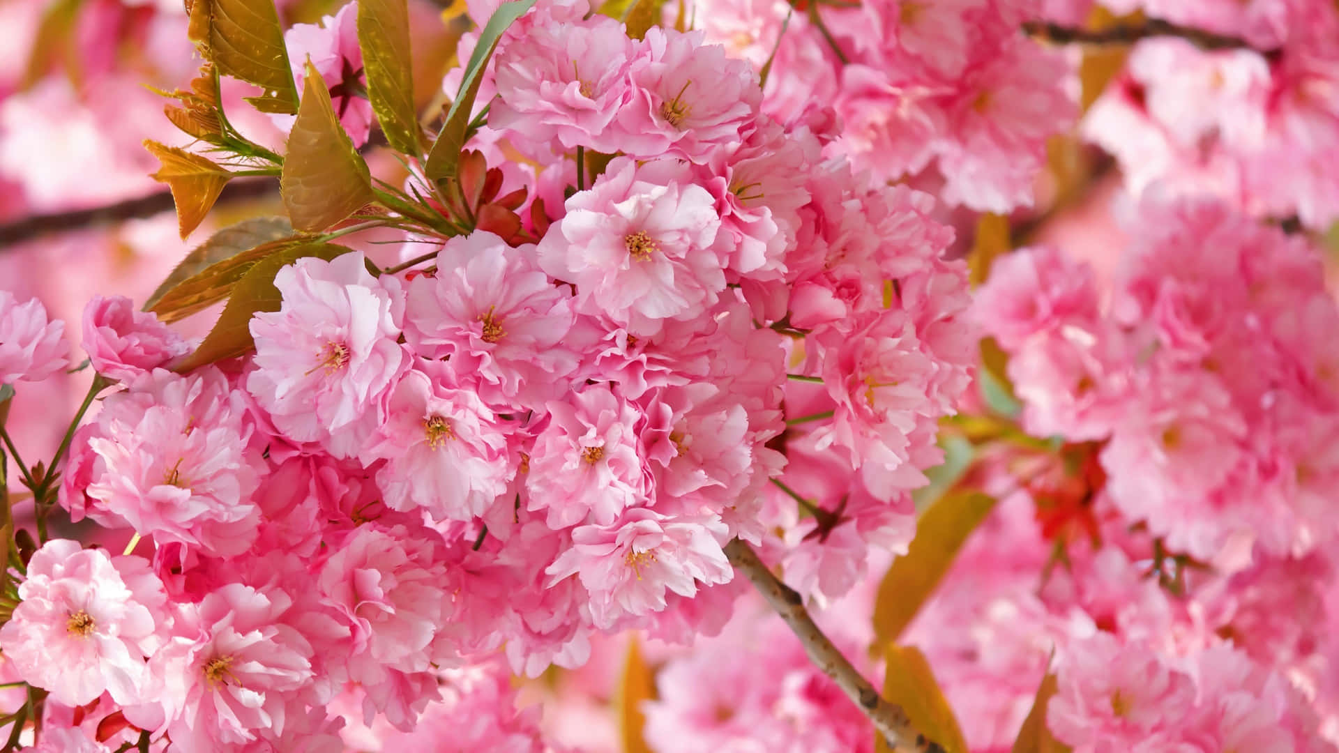 Vibrant Pink Sakura Blossoms Background