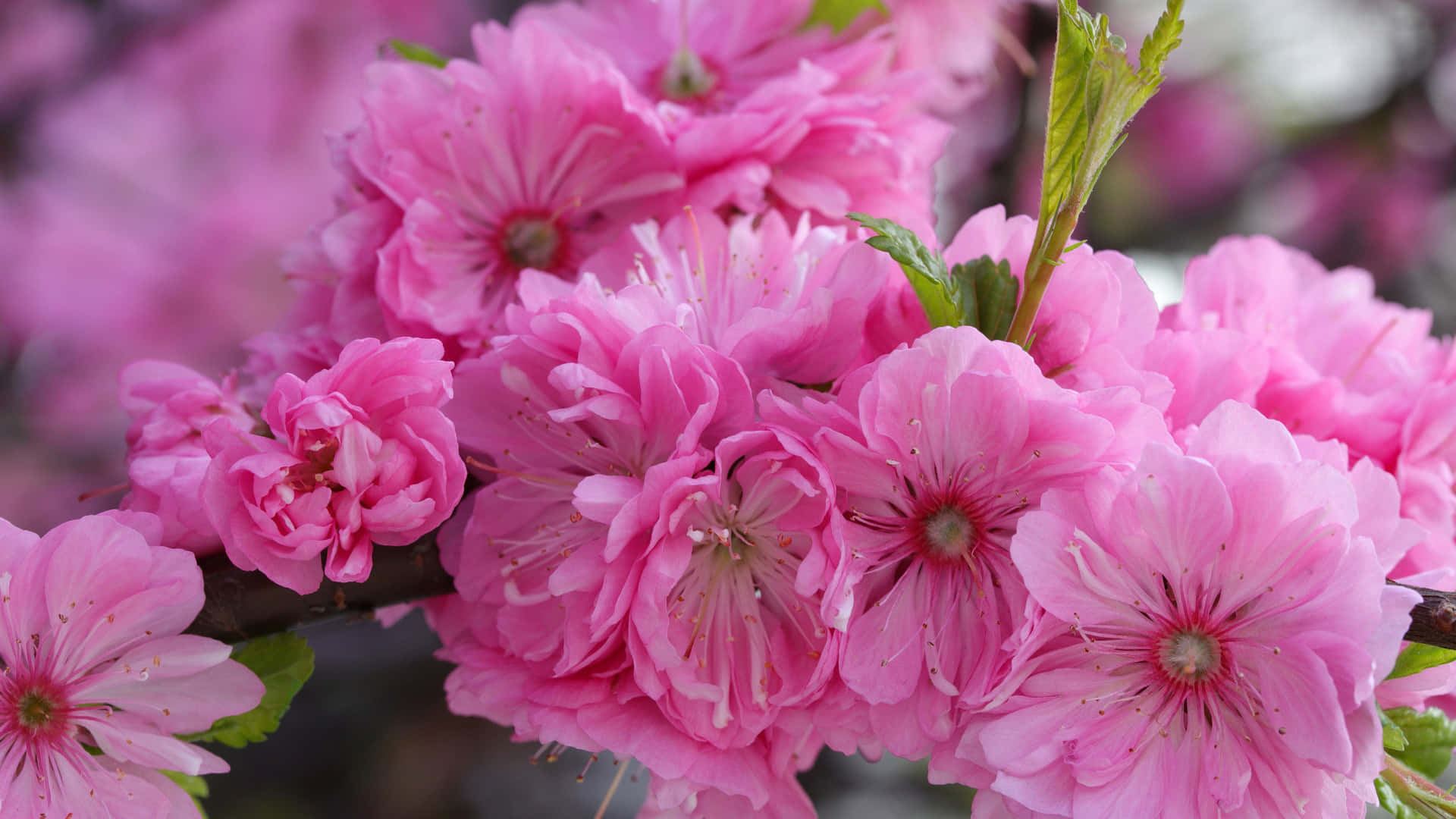 Vibrant_ Pink_ Sakura_ Blossoms.jpg Background