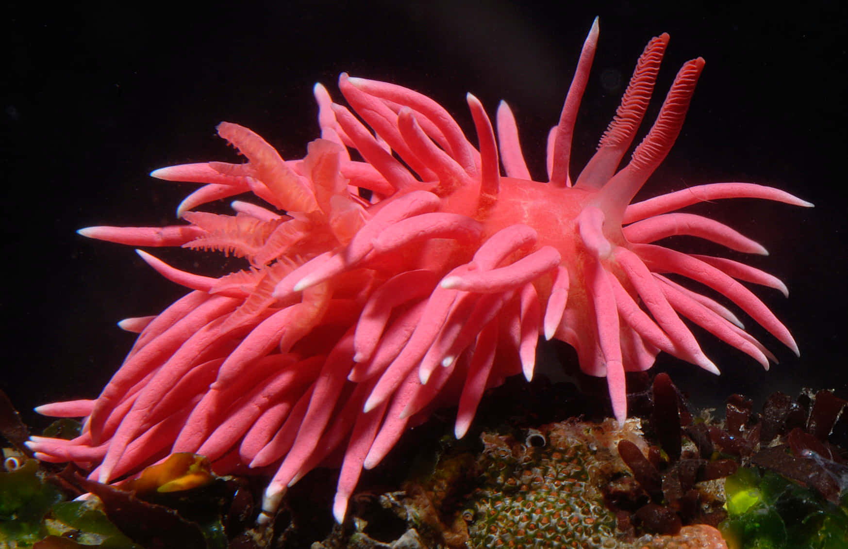 Vibrant Pink Sea Slug Background