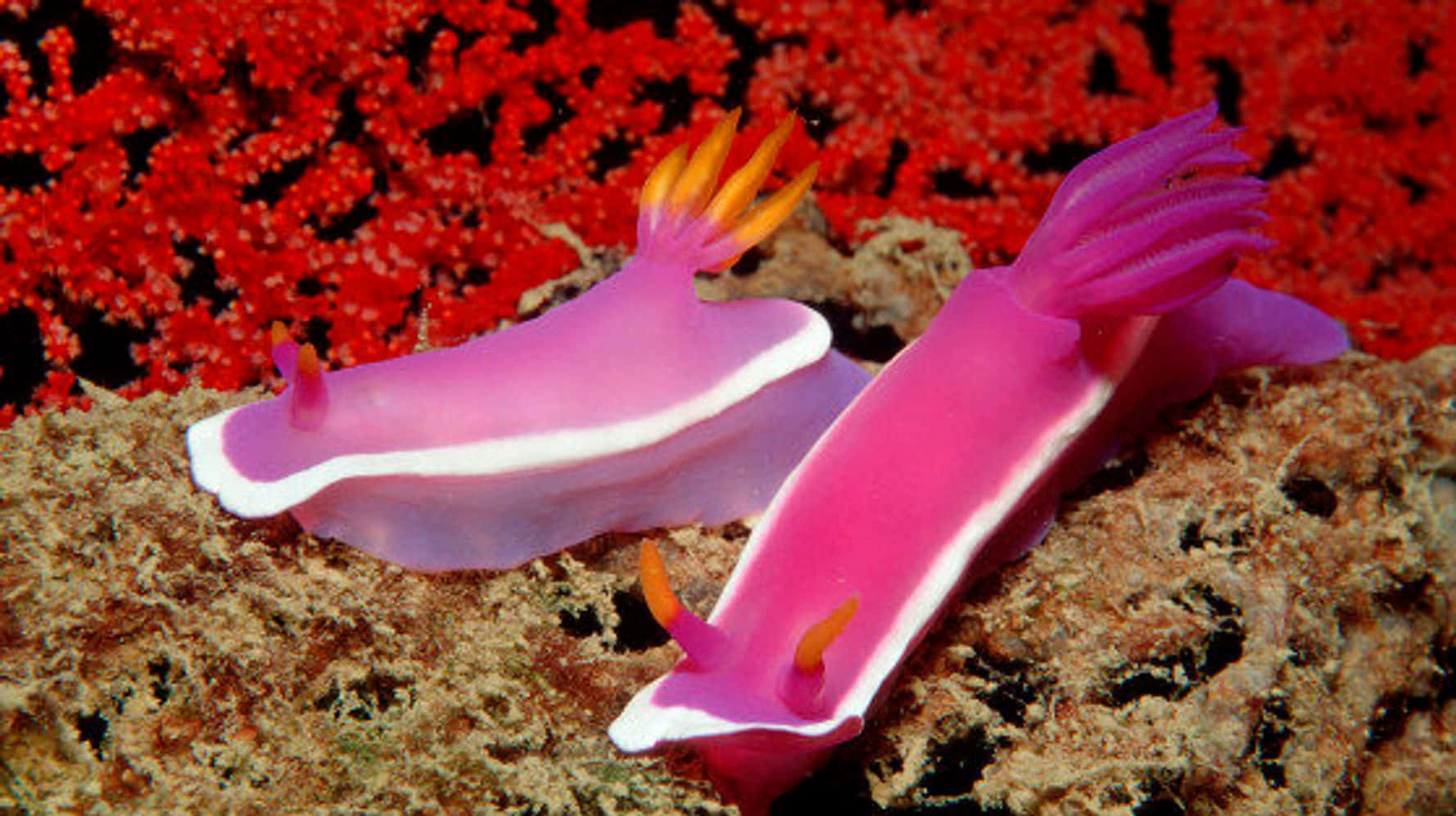 Vibrant_ Pink_ Sea_ Slugs Background