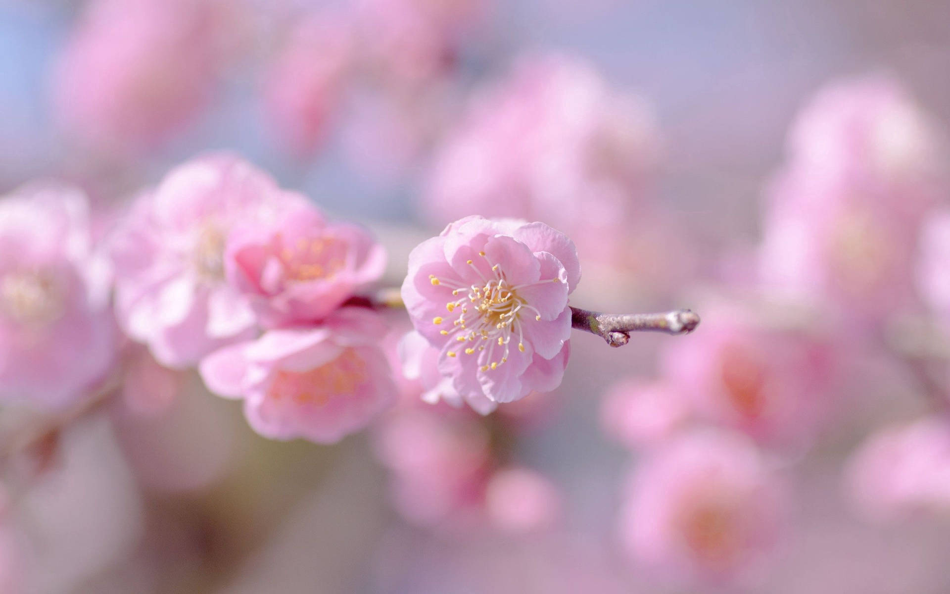 Vibrant Pink Spring Blooms Background